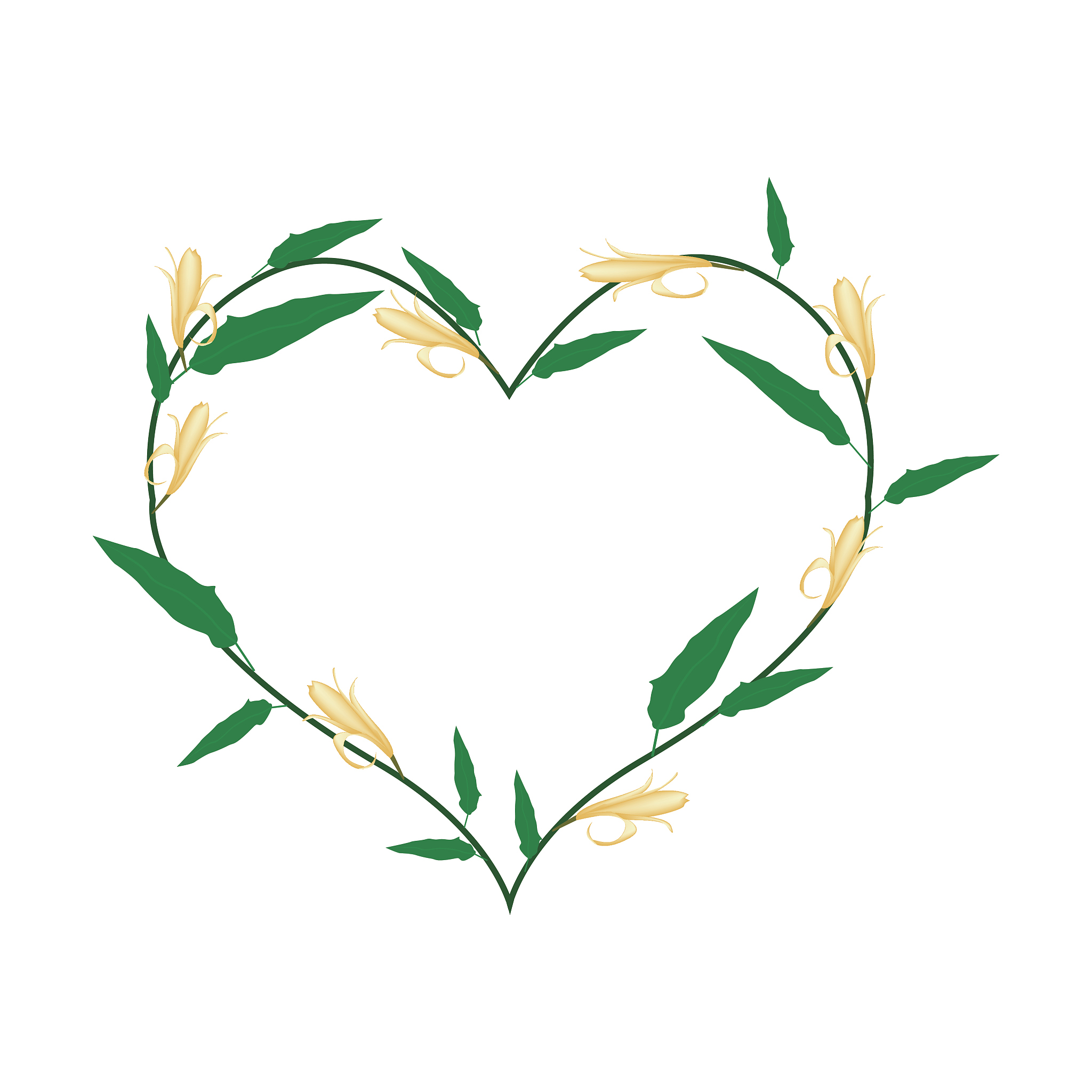 白兰花养殖方法多久浇水一次400字