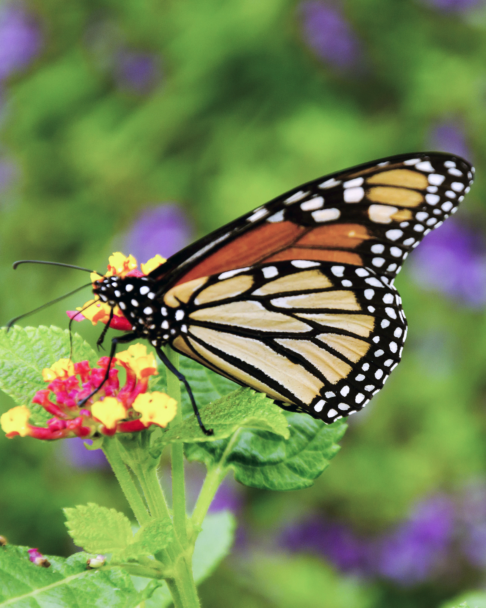 a colorful monarch butterfly feeding on a wildflower