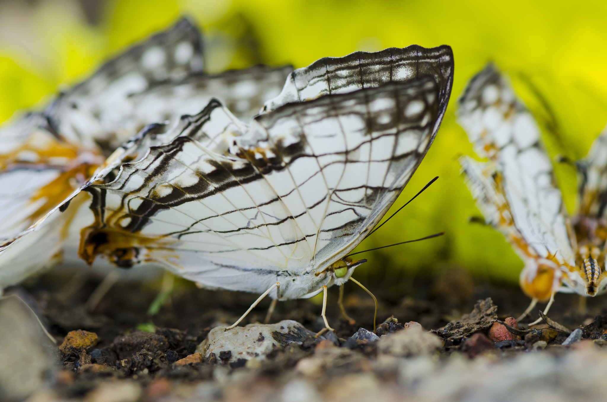 many yellow butterfly on the ground in the forest