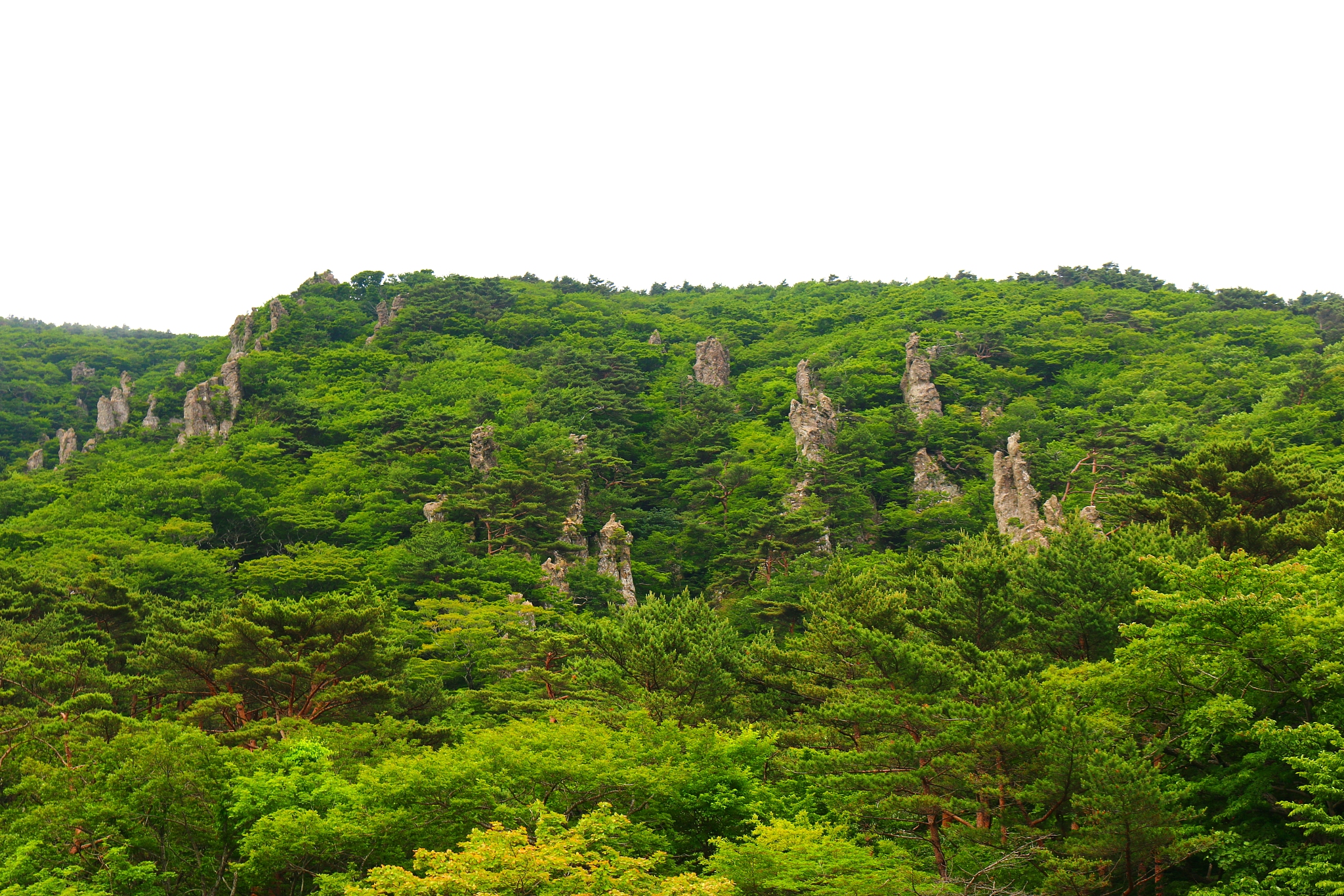 hallasan, mountain, mountain, mountain, forest, mountain, forest