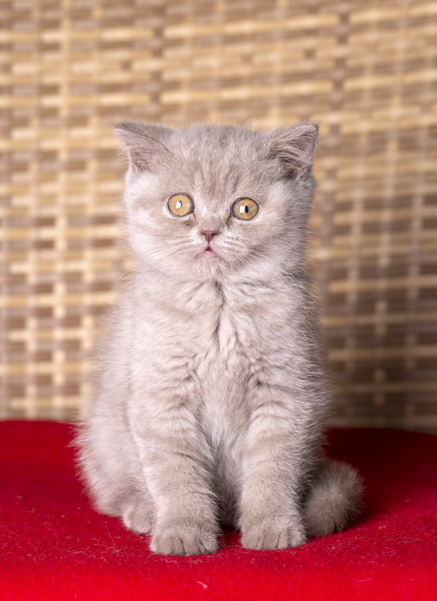 孔猫图片