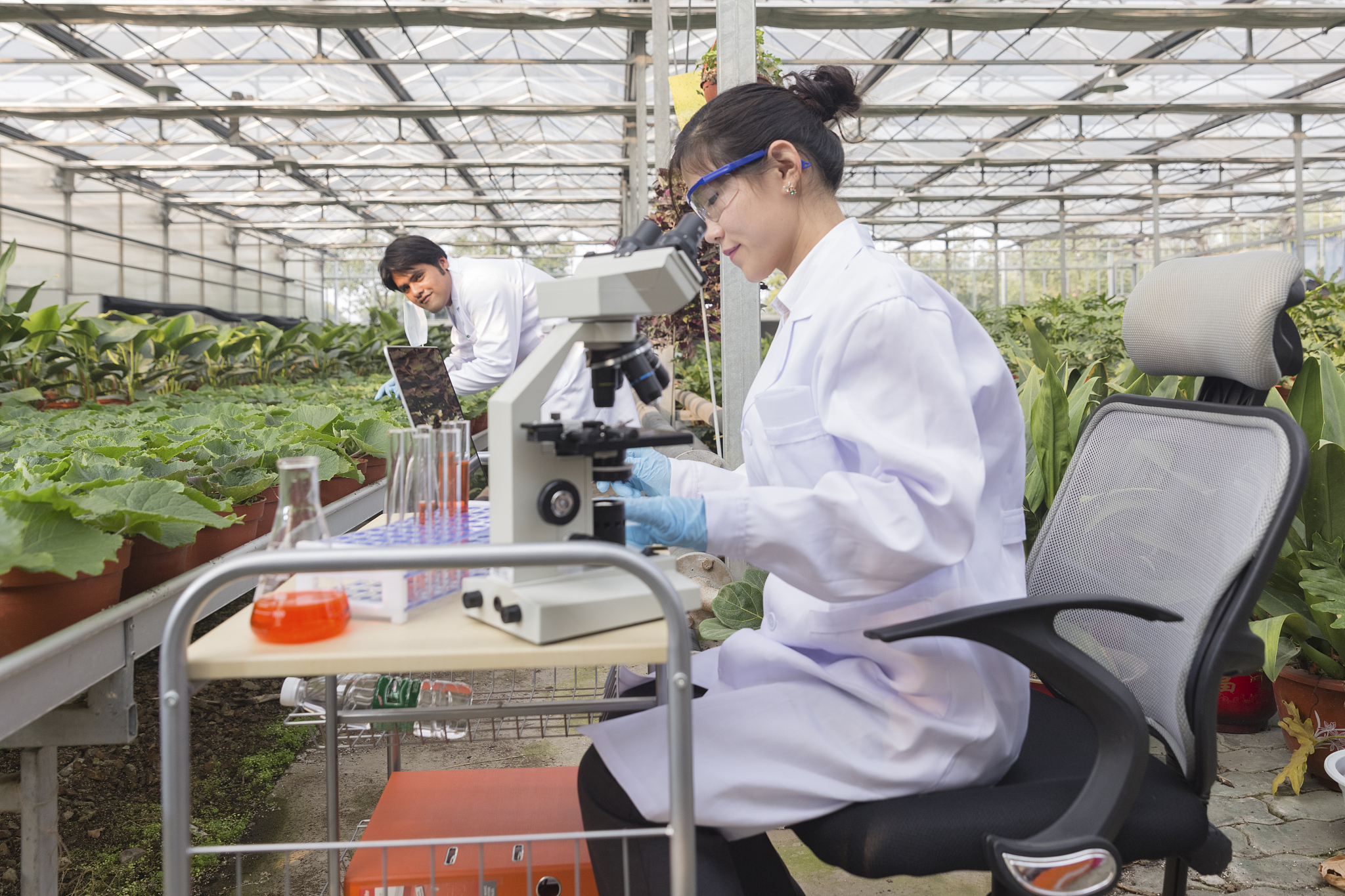 药用植物栽培加工专科就业前景好不好？