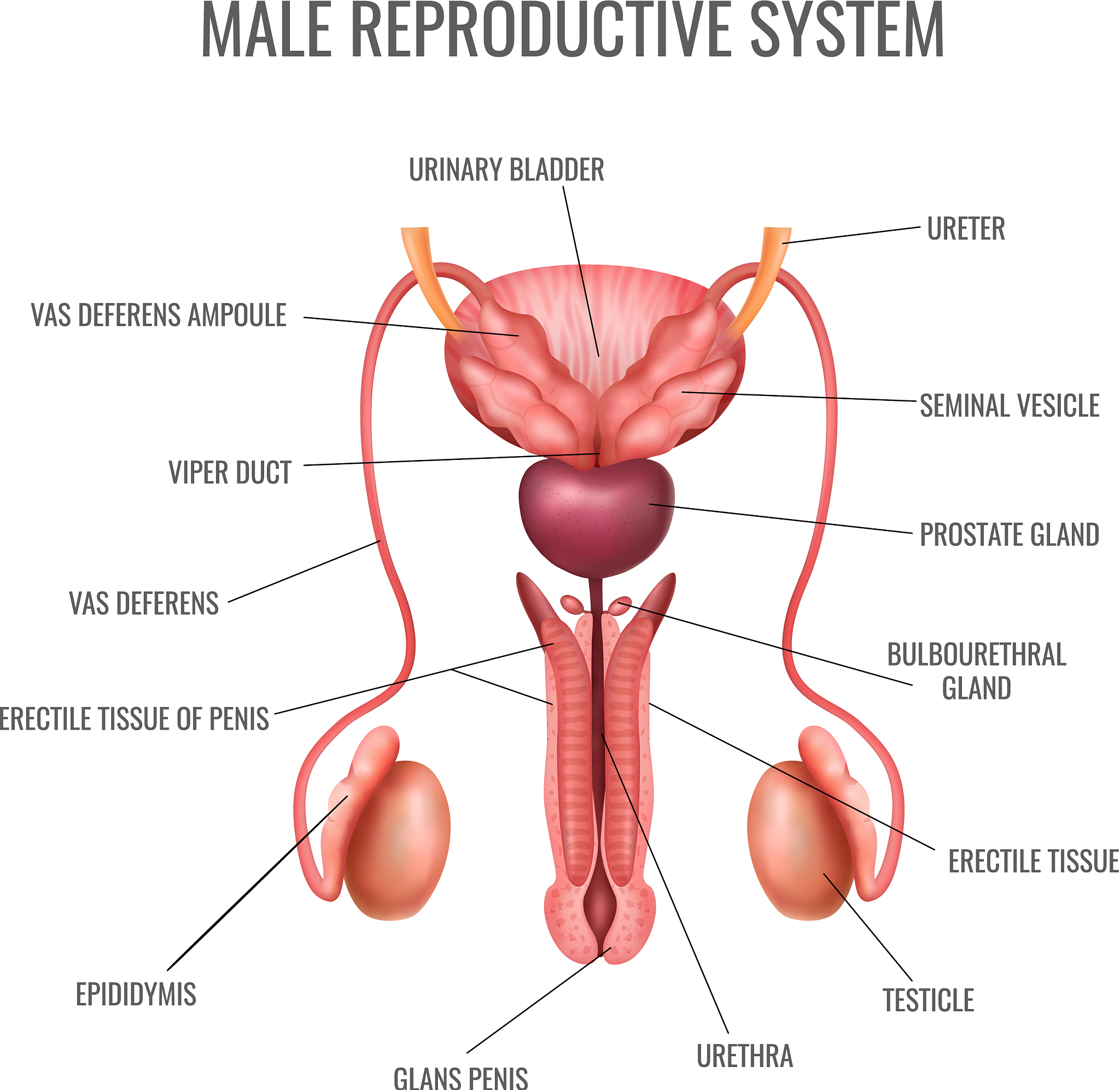 精巢下降是什么意思