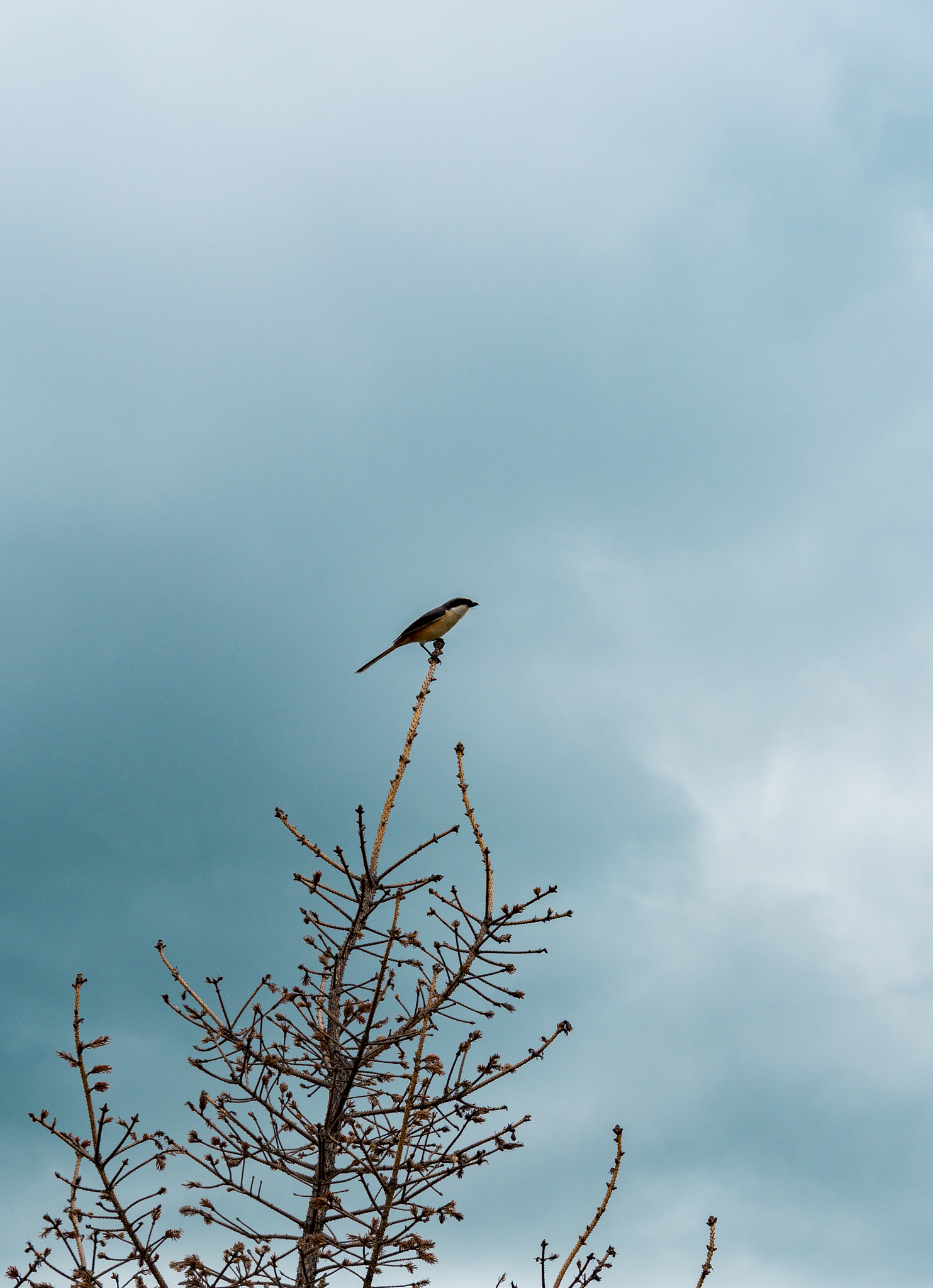 飞倦的燕子：纤细电线上短暂休憩的哲思