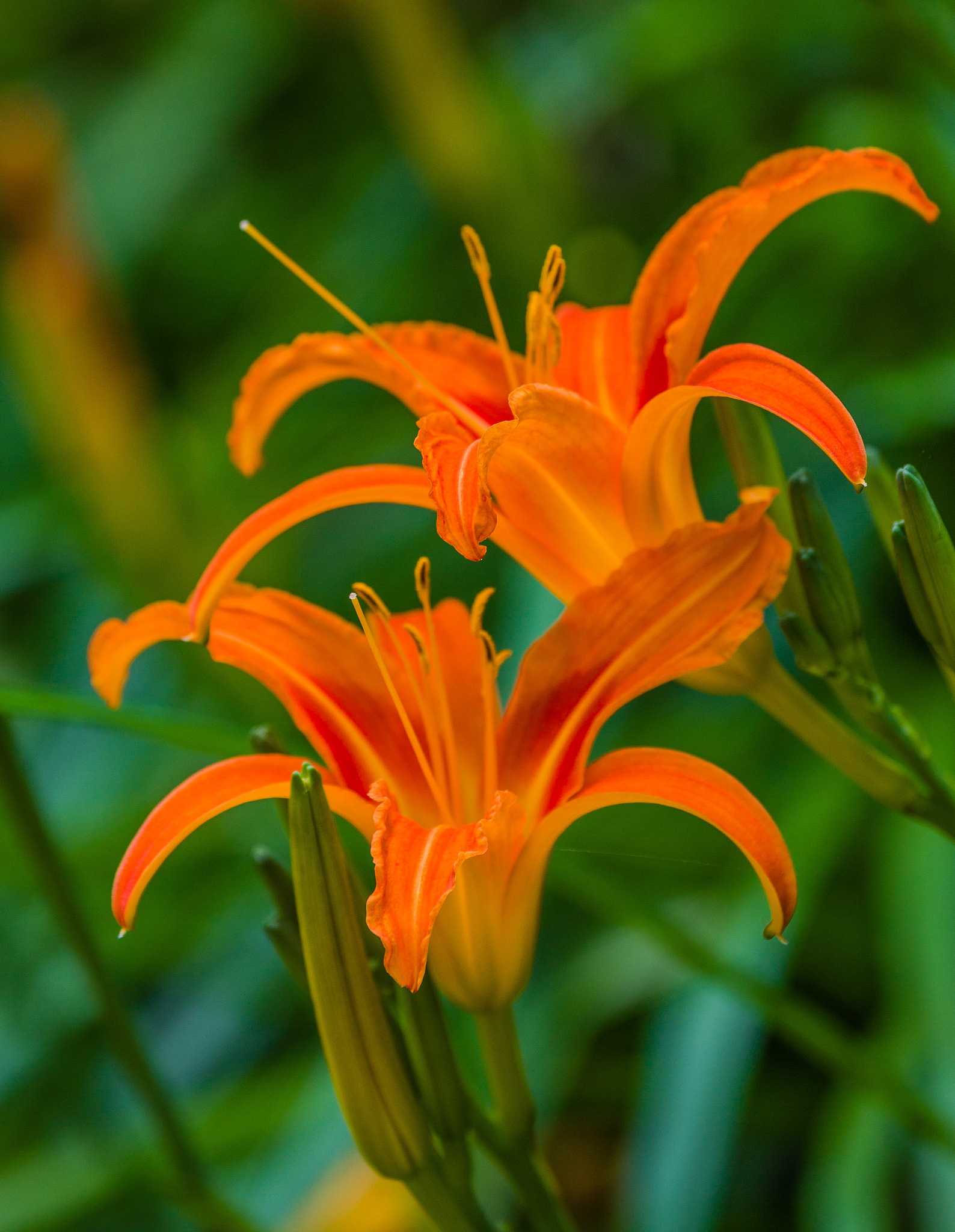 青黄花菜能吃吗