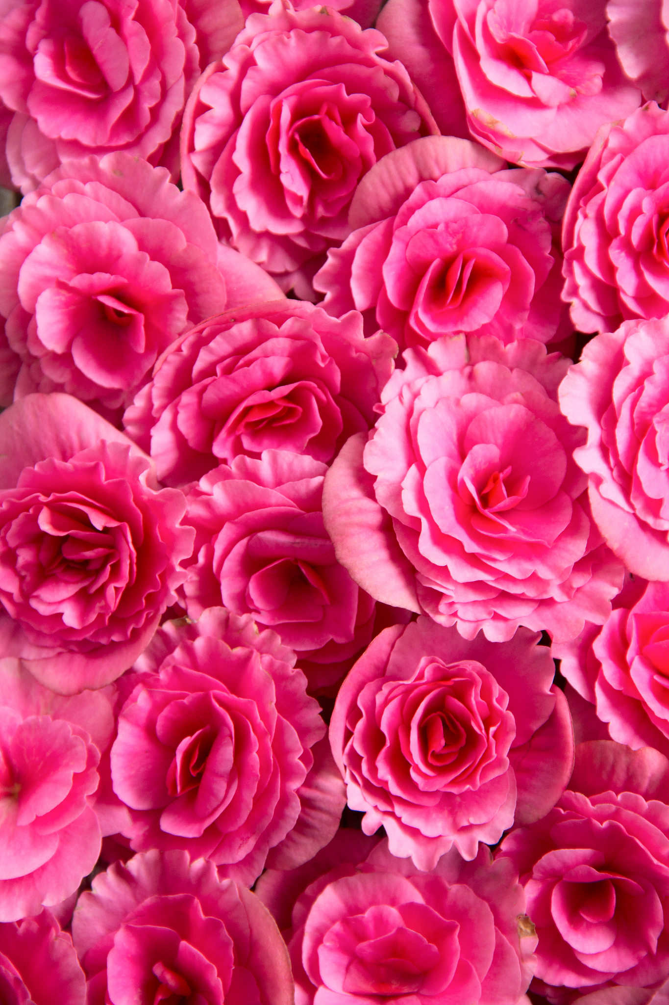 苹果12红色换屏后能卖多少钱？二手手机出售指南