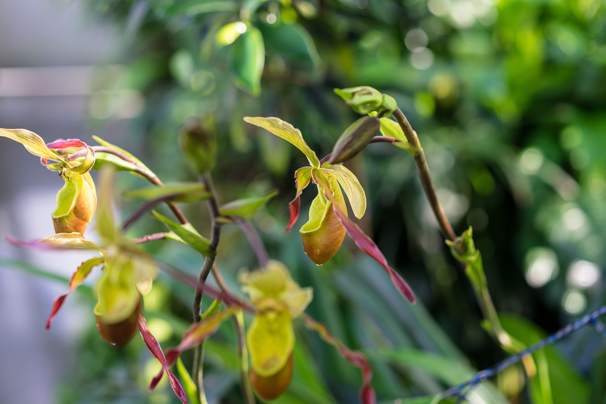 fragile plant in garden close up