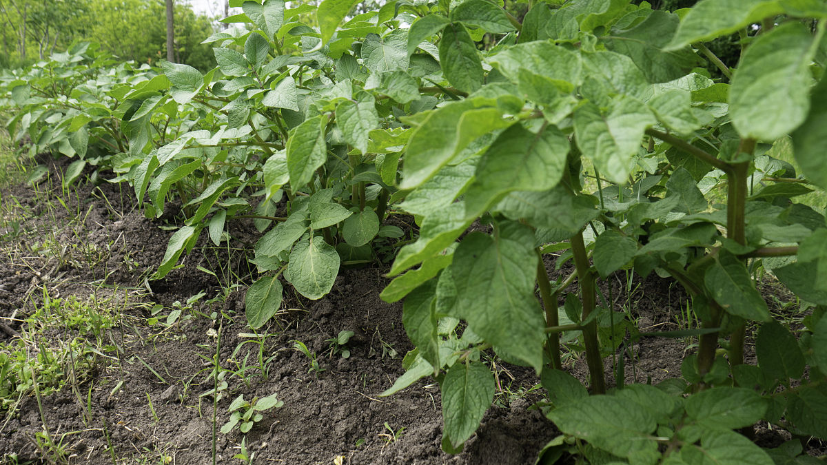 一块种土豆的地.家里菜园里的马铃薯茎.