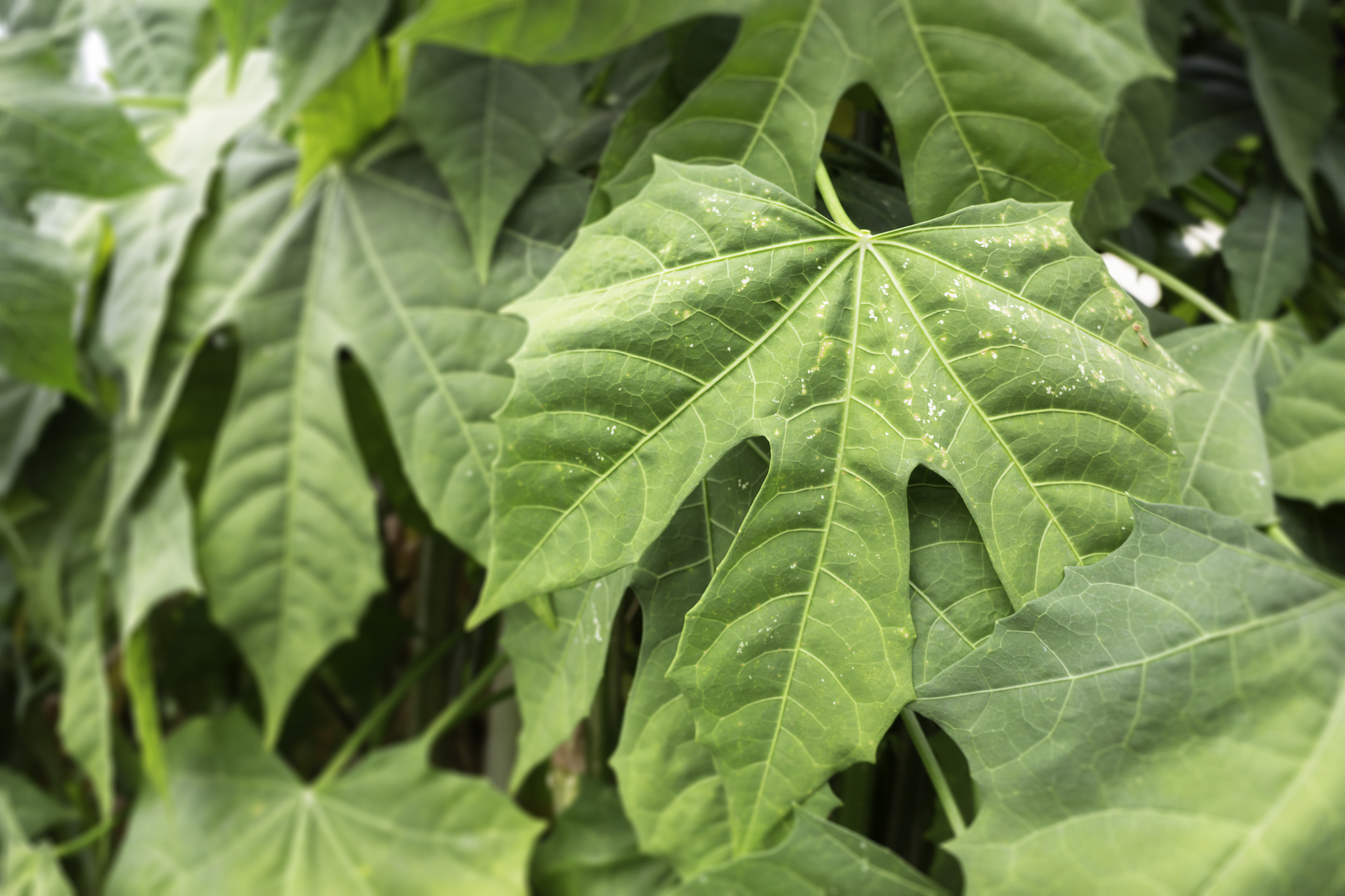 home garden of green plant pot