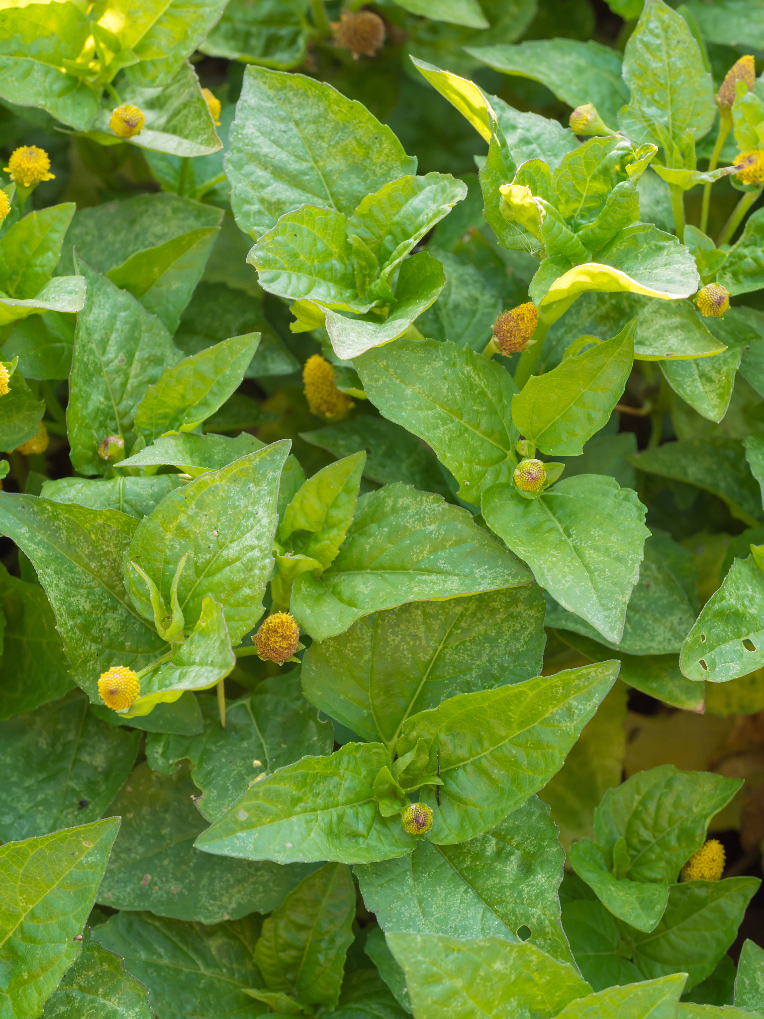 closeup leaves of para cress or tooth-ache plant (acmella olerac