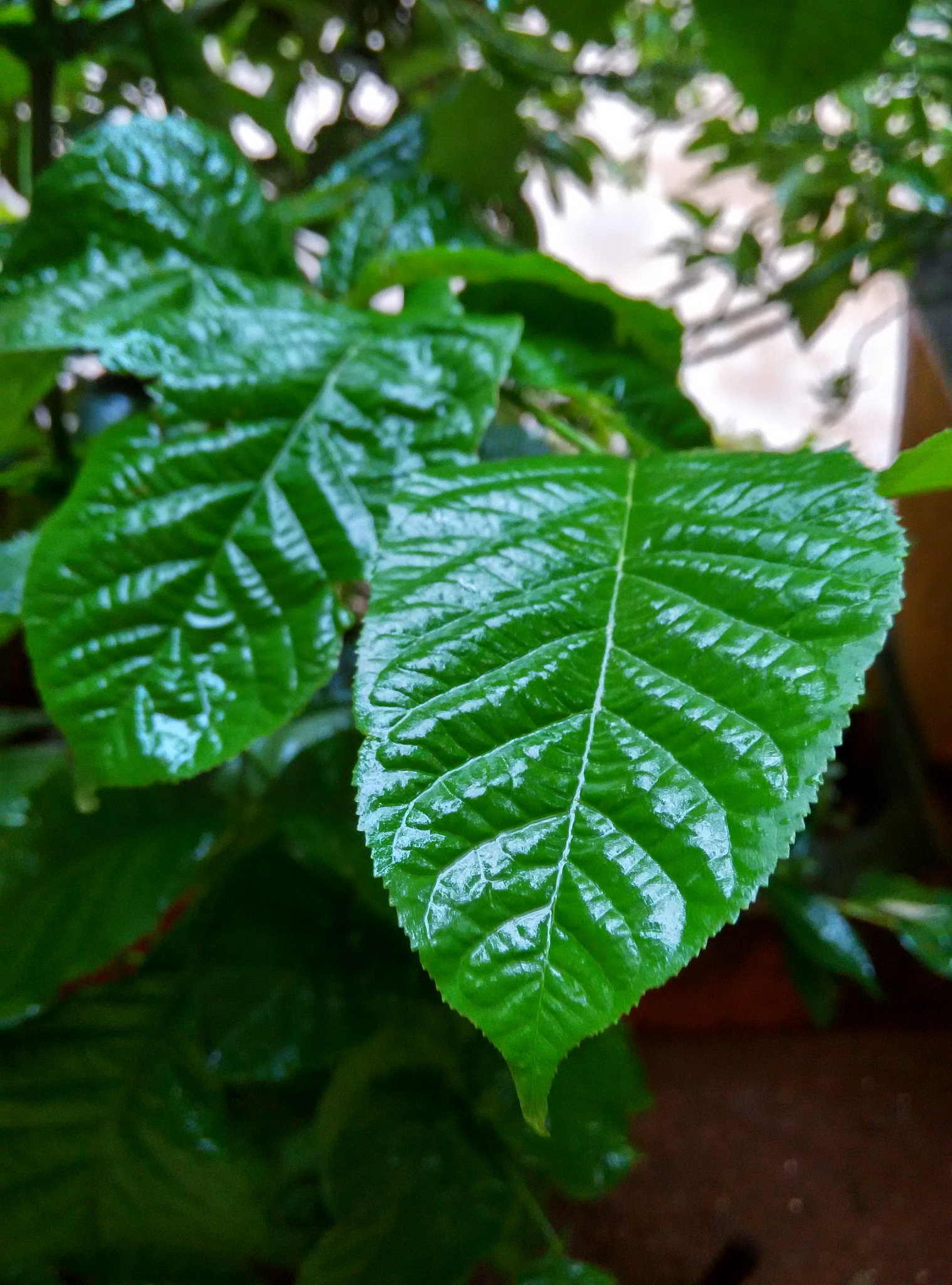 close-up of water drops on leaf