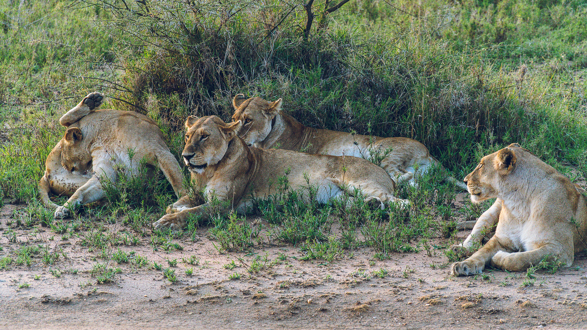 犀牛和犀牛鸟这样的好朋友还有哪些