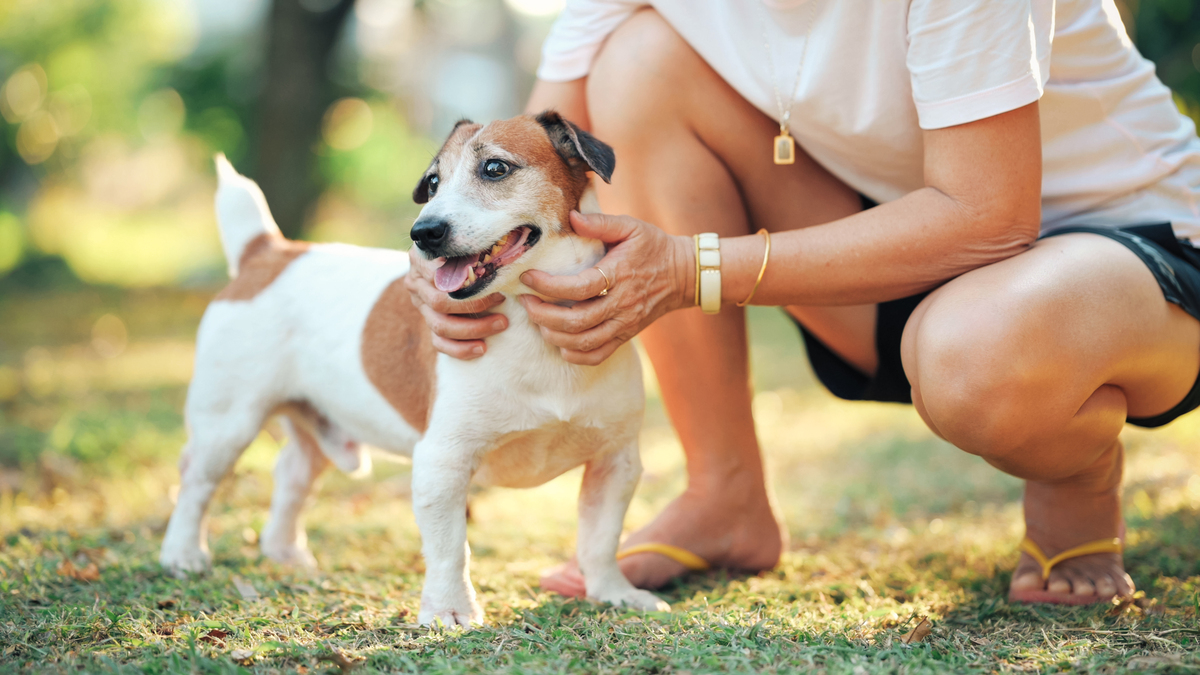 教育狗狗的正确方法：建立良好沟通和积极强化