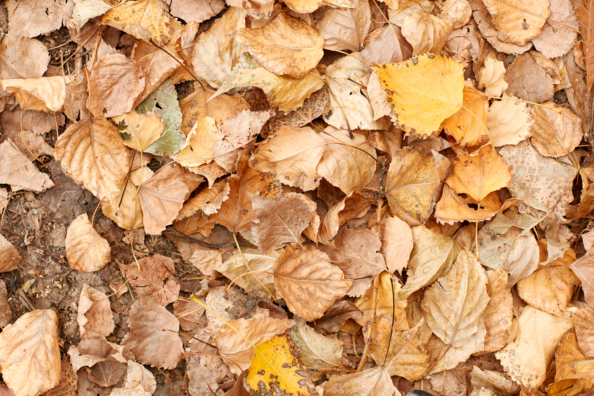 2022年云南中医学院药学专业招生