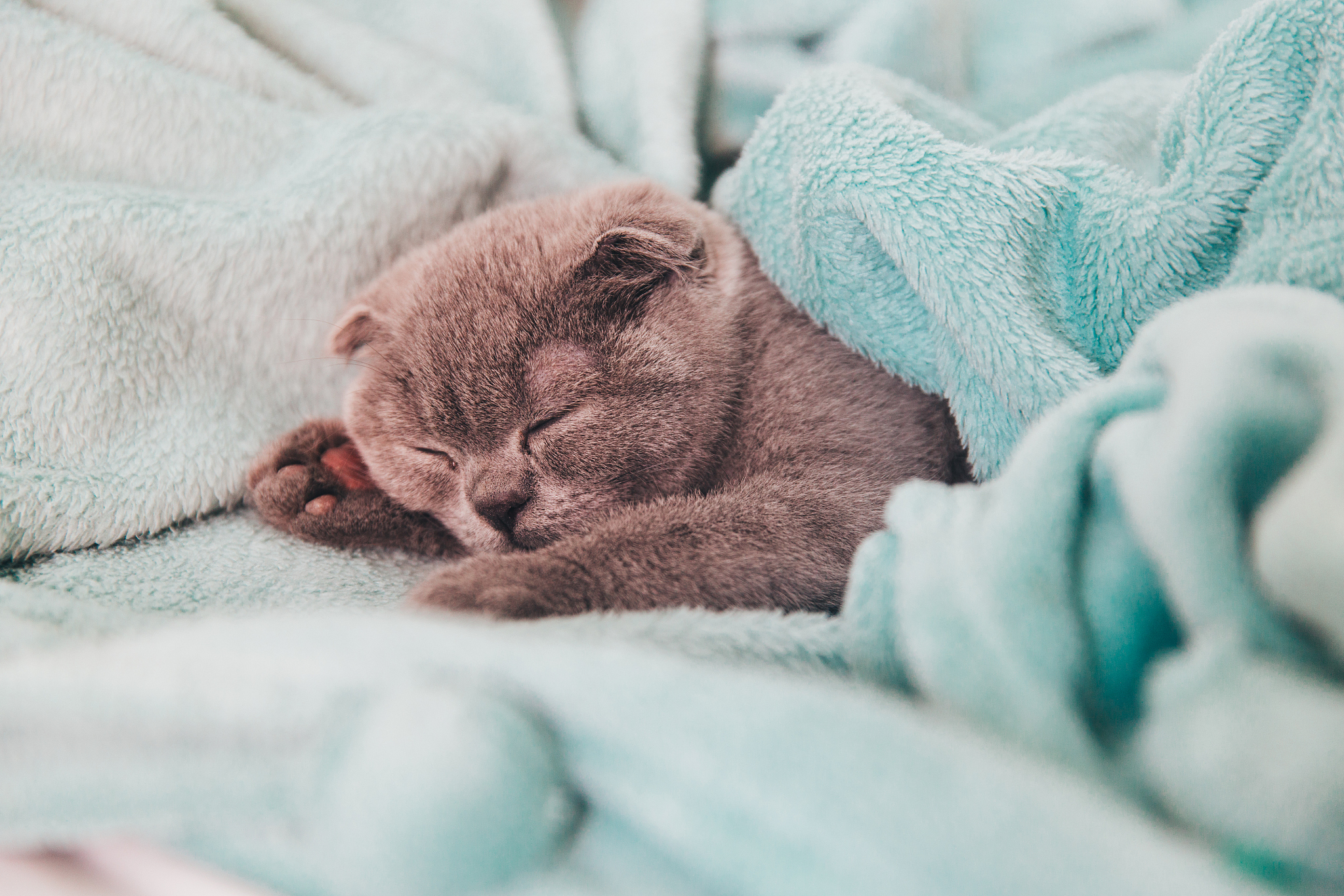 scottish fold kitten