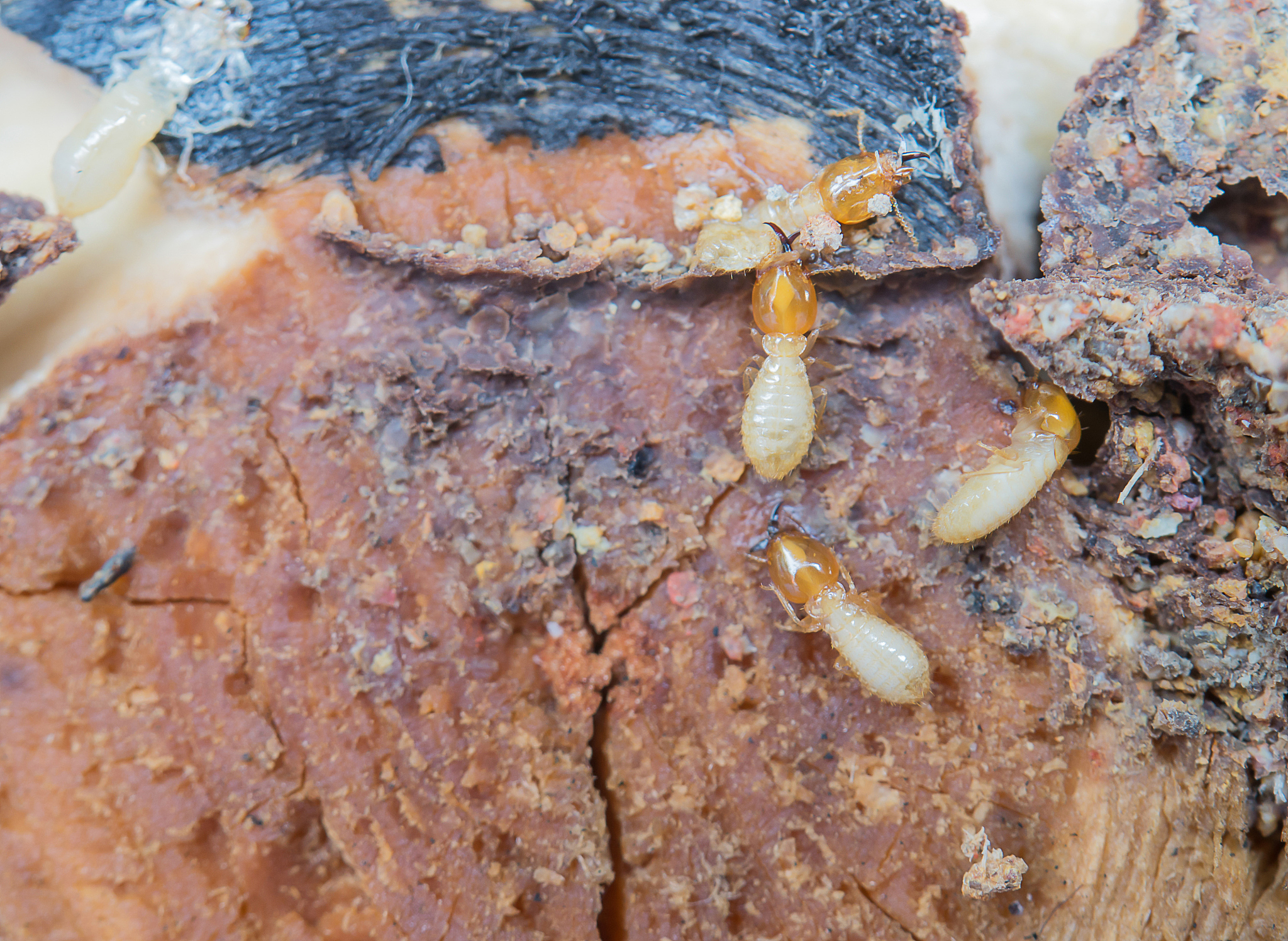 山西省运城市盐湖区有没有白蚁等其他虫害发生