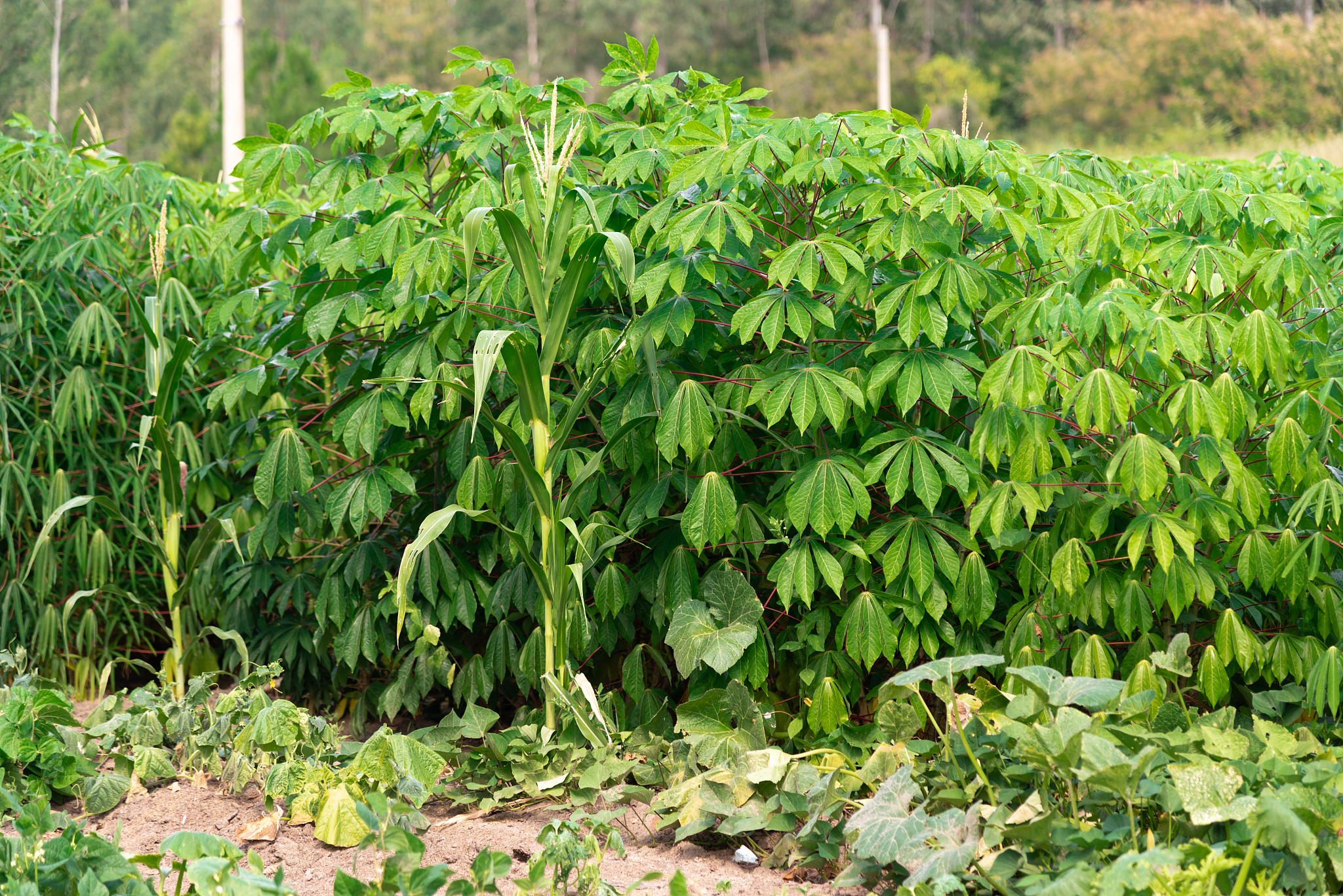 cassava plants. corresponds to a species of tuberous plant in th