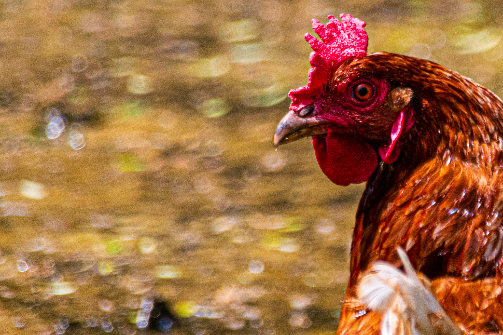chicken head close up