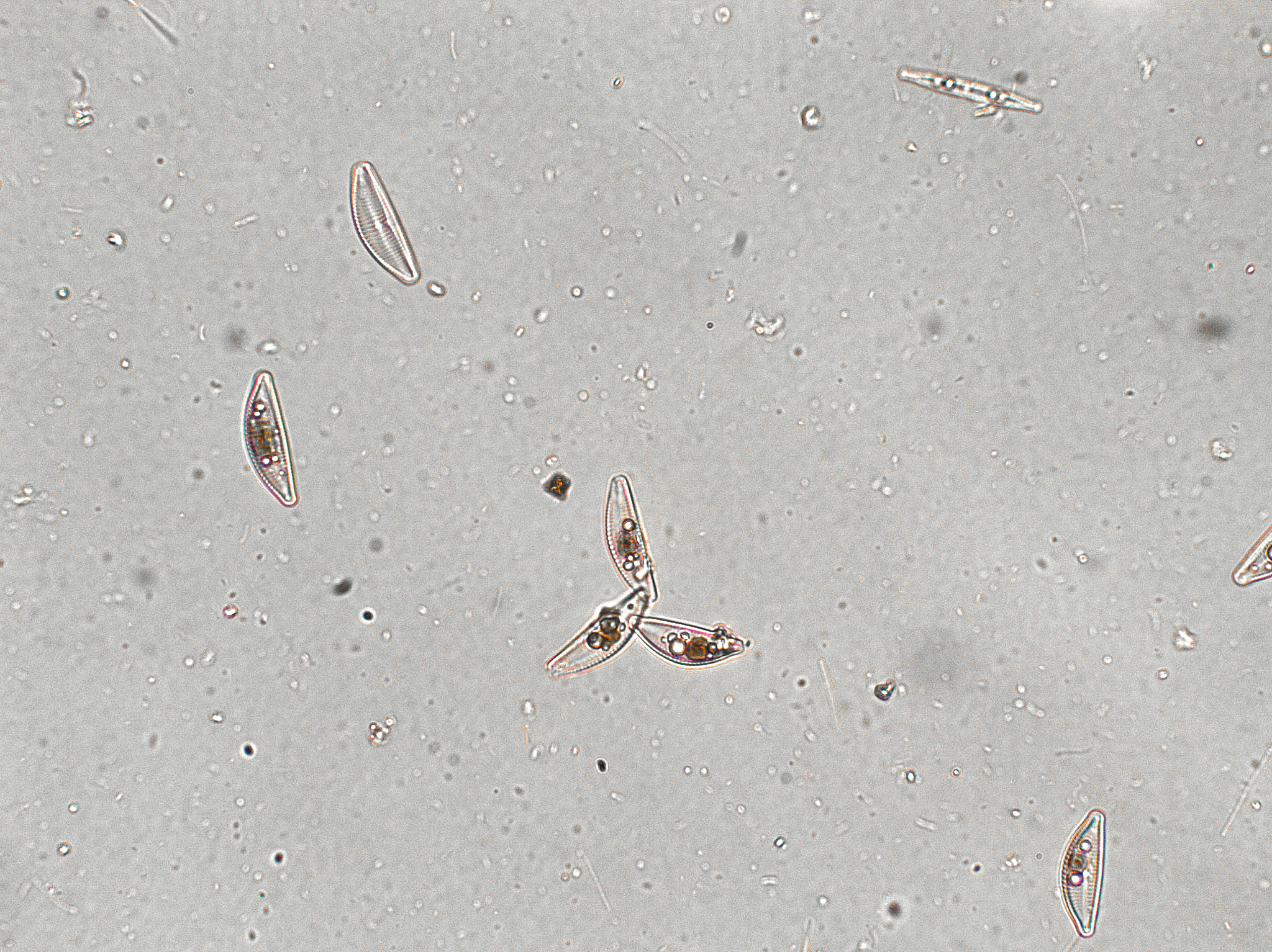 磺胺甲噁唑对海洋硅藻-中肋骨条藻的毒性及致毒机理研究