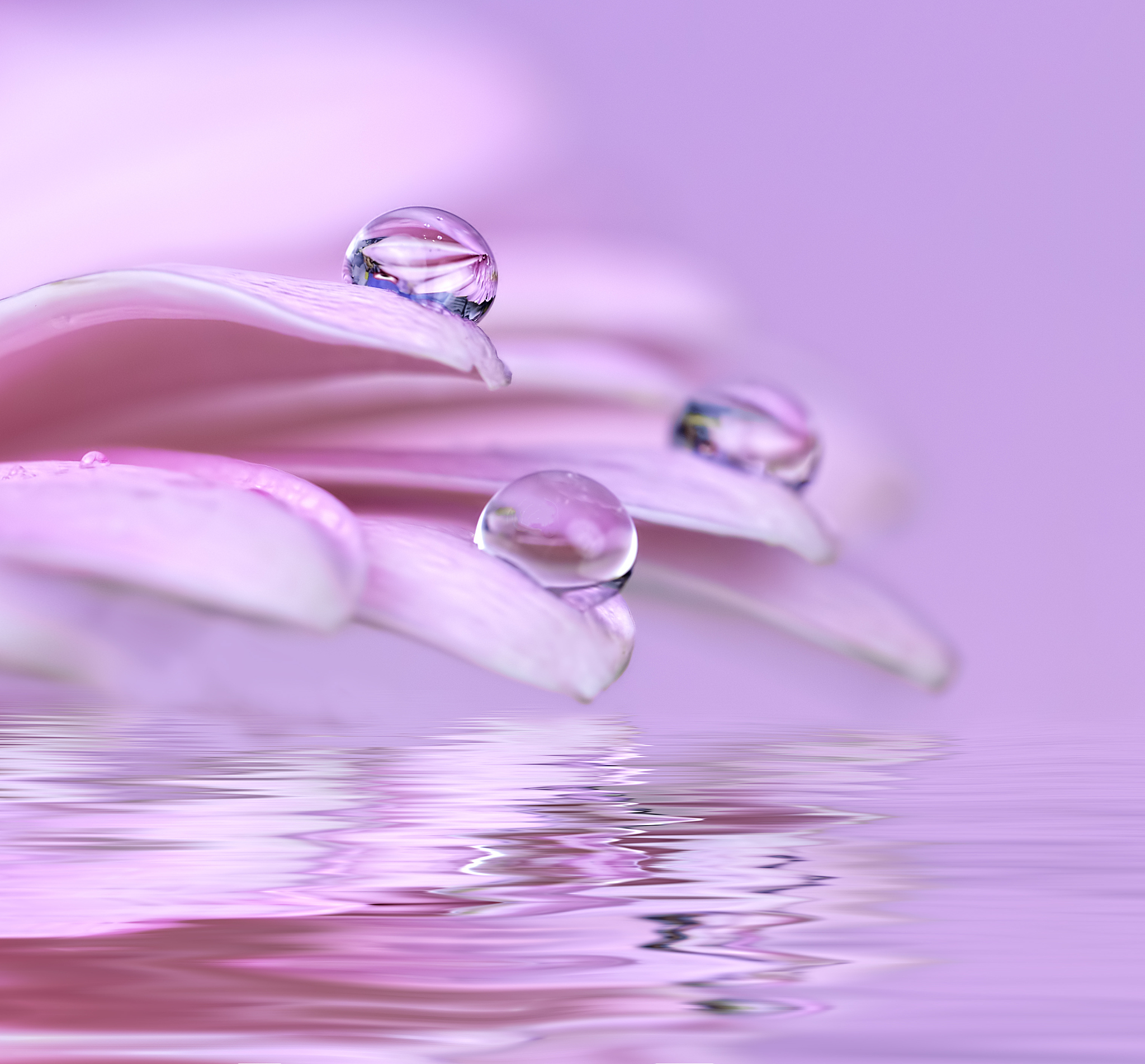 紫色叶子上晶莹水滴，唯美意境摄影图片