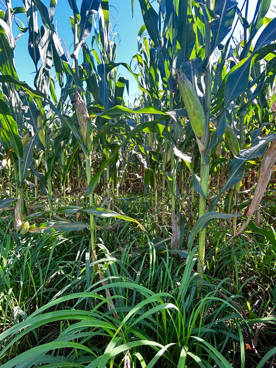 千斤对玉米苗的影响：毒害作用及防治方法