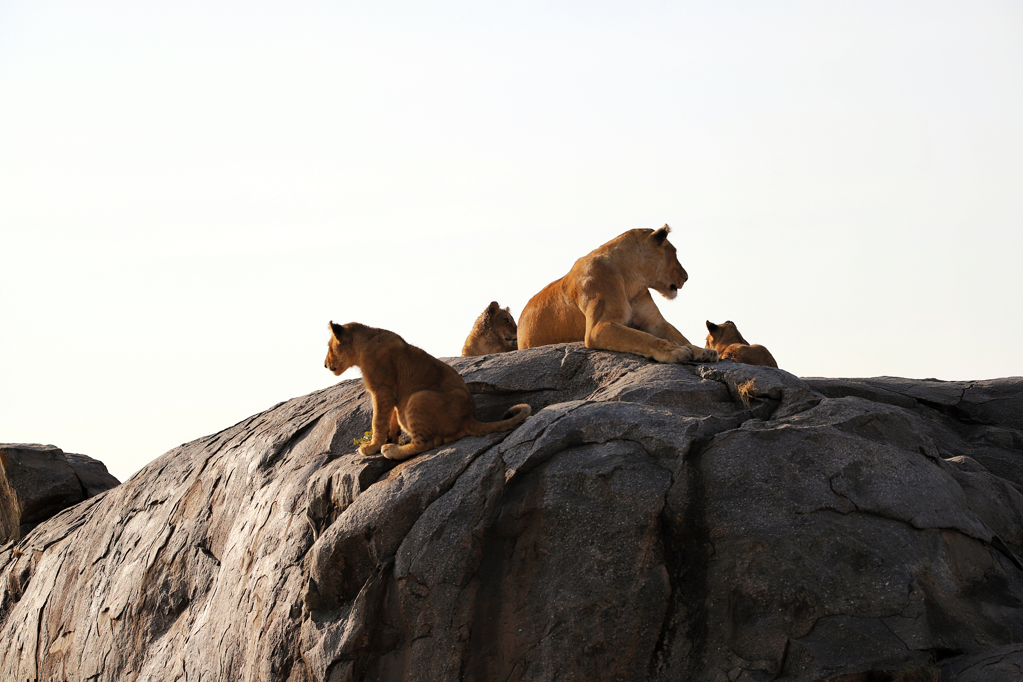 herd of lionesses with their cubs resting after a hard night of 