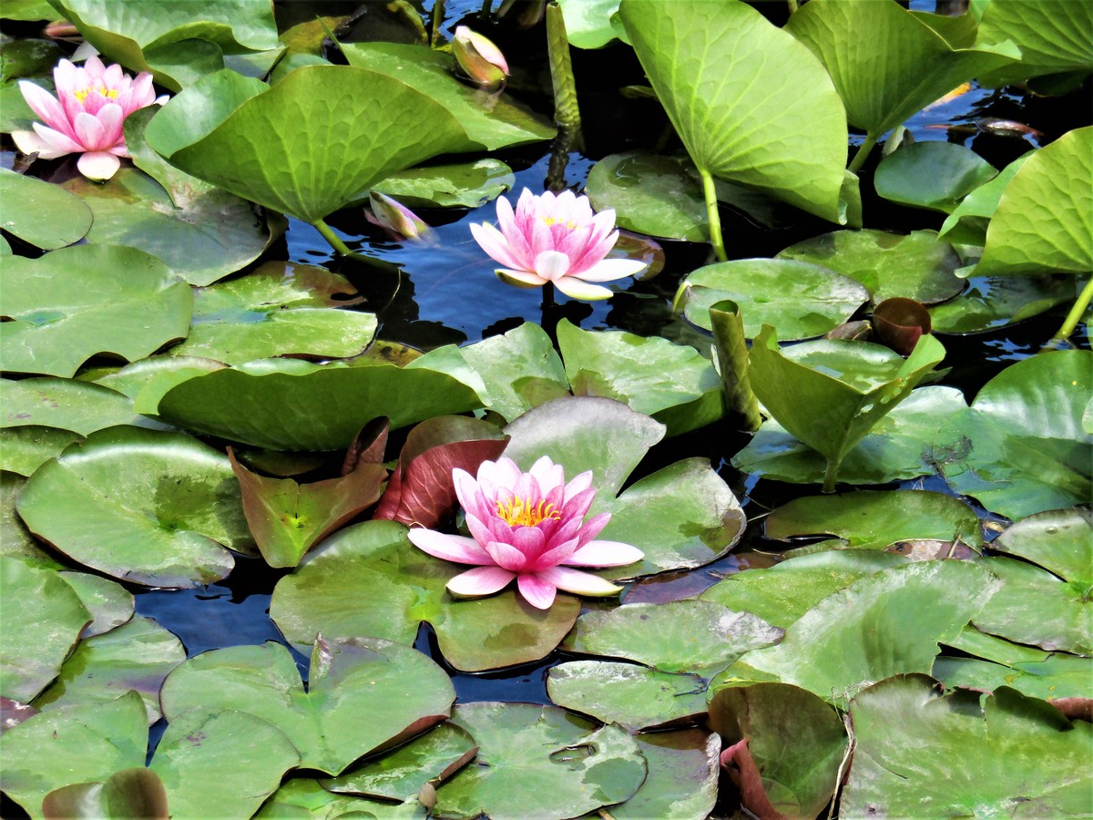 水生植物如何获取氧气：荷花、睡莲等例子