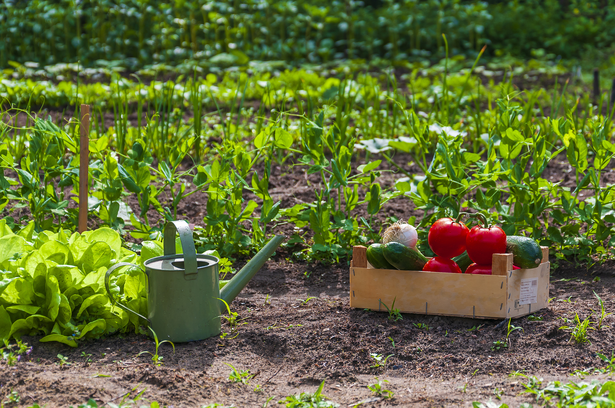 菜园地里到了化学品菜还能吃吗