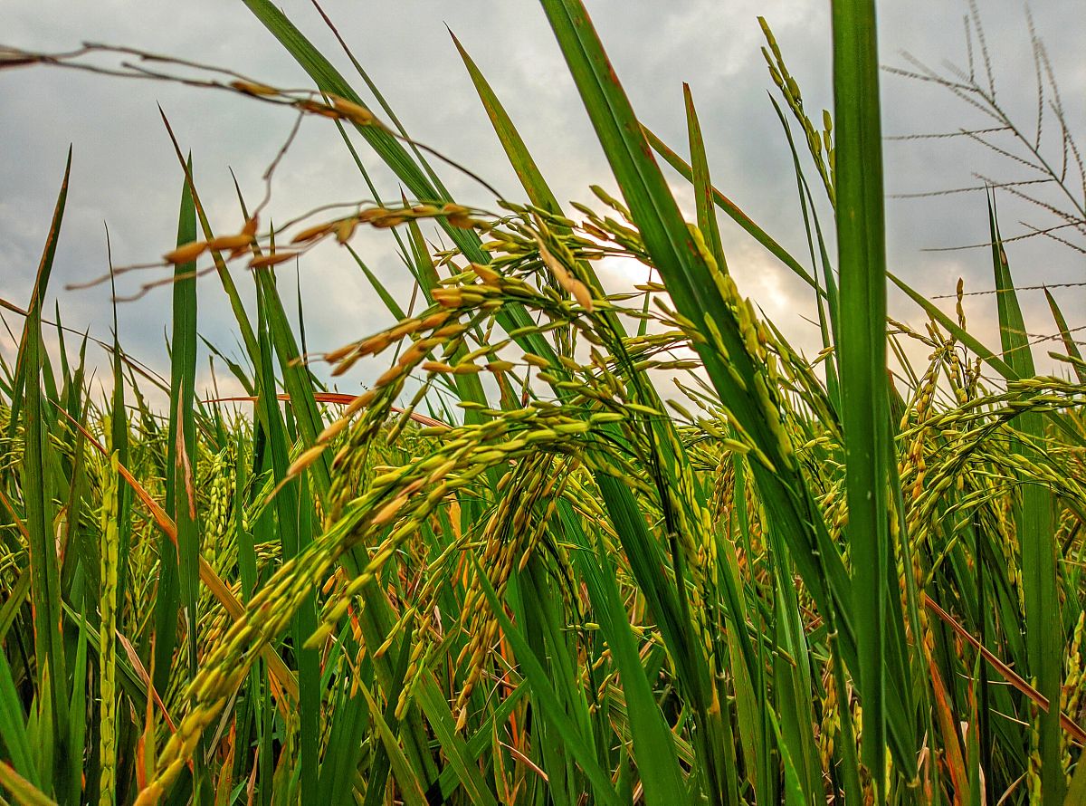 水稻种植条件：温度、光照、水分、土壤等全方位指南