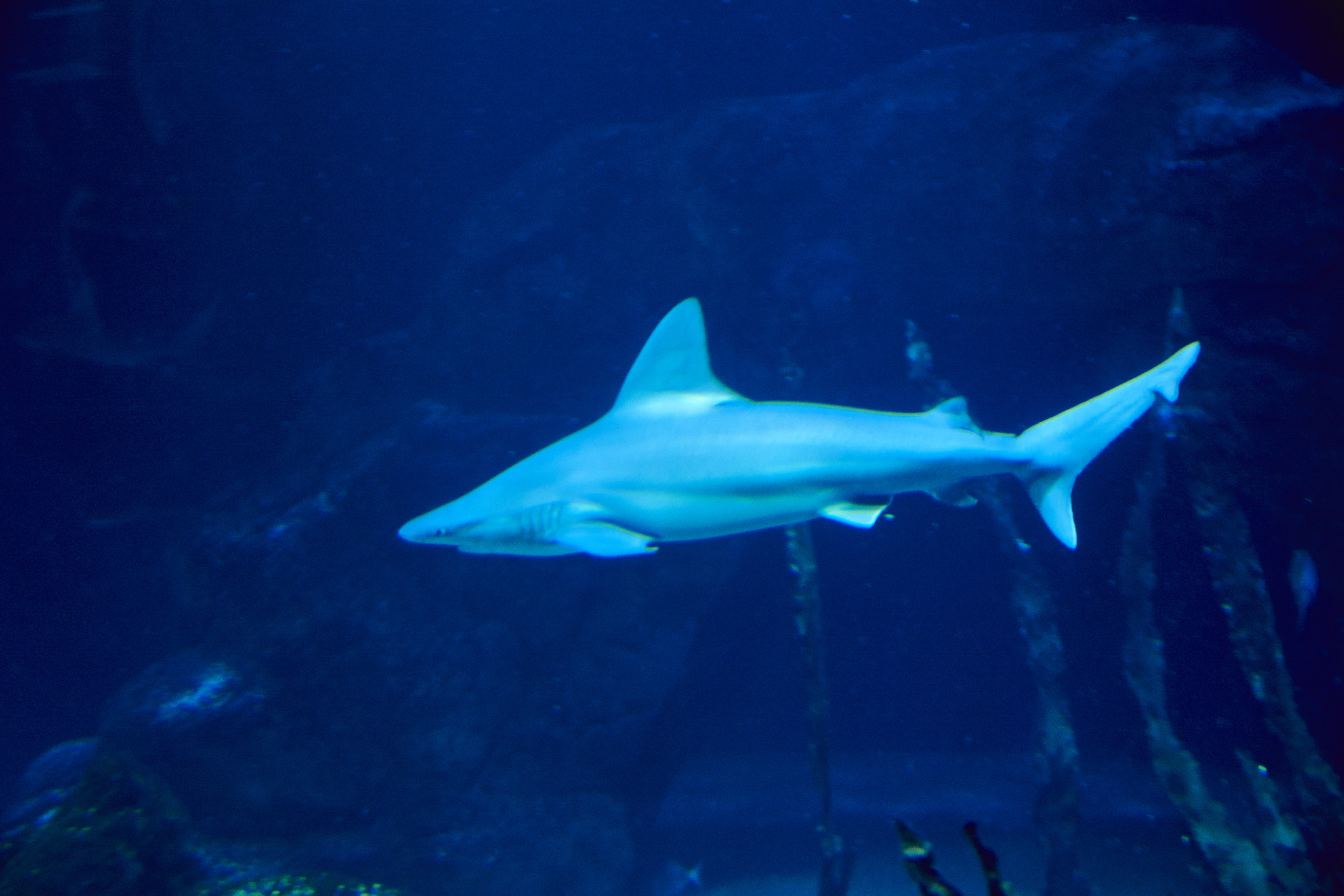 great lone shark in the ocean