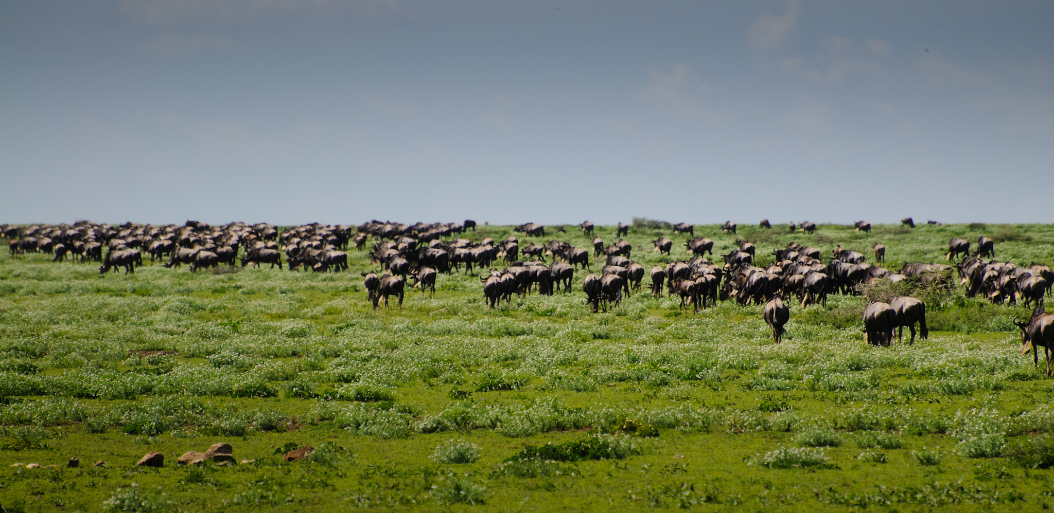 wildebeest herd