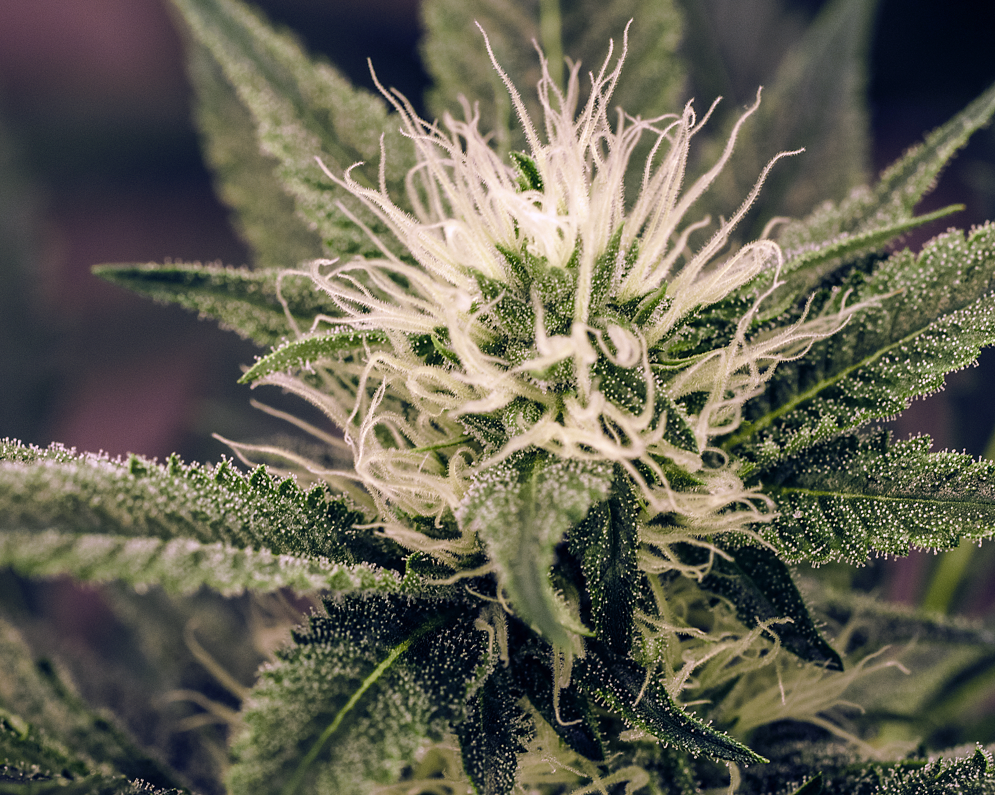 stankbreath - live plant cannabis bud shot