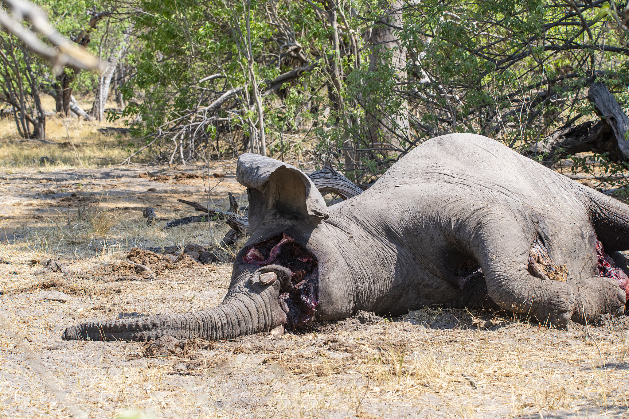 长毛象灭绝时间：1.1万年前