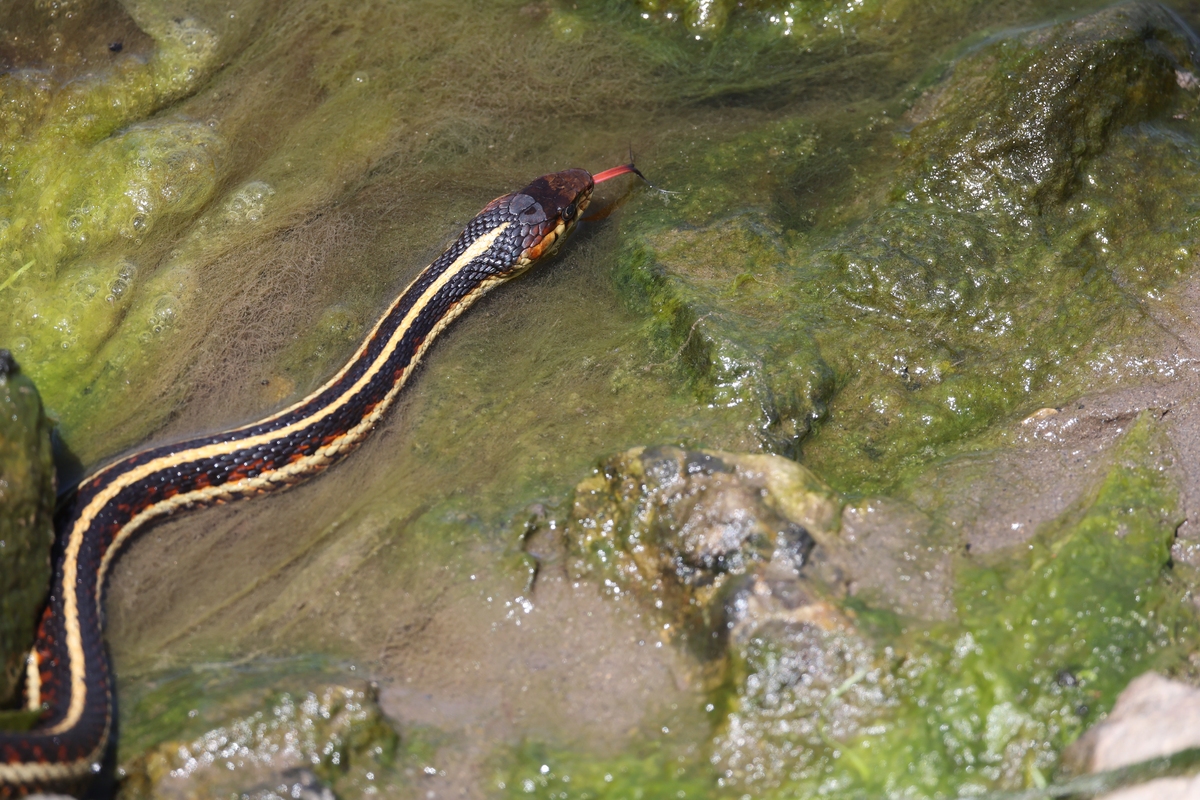 黄鳝是蛇吗？揭秘黄鳝的真实身份