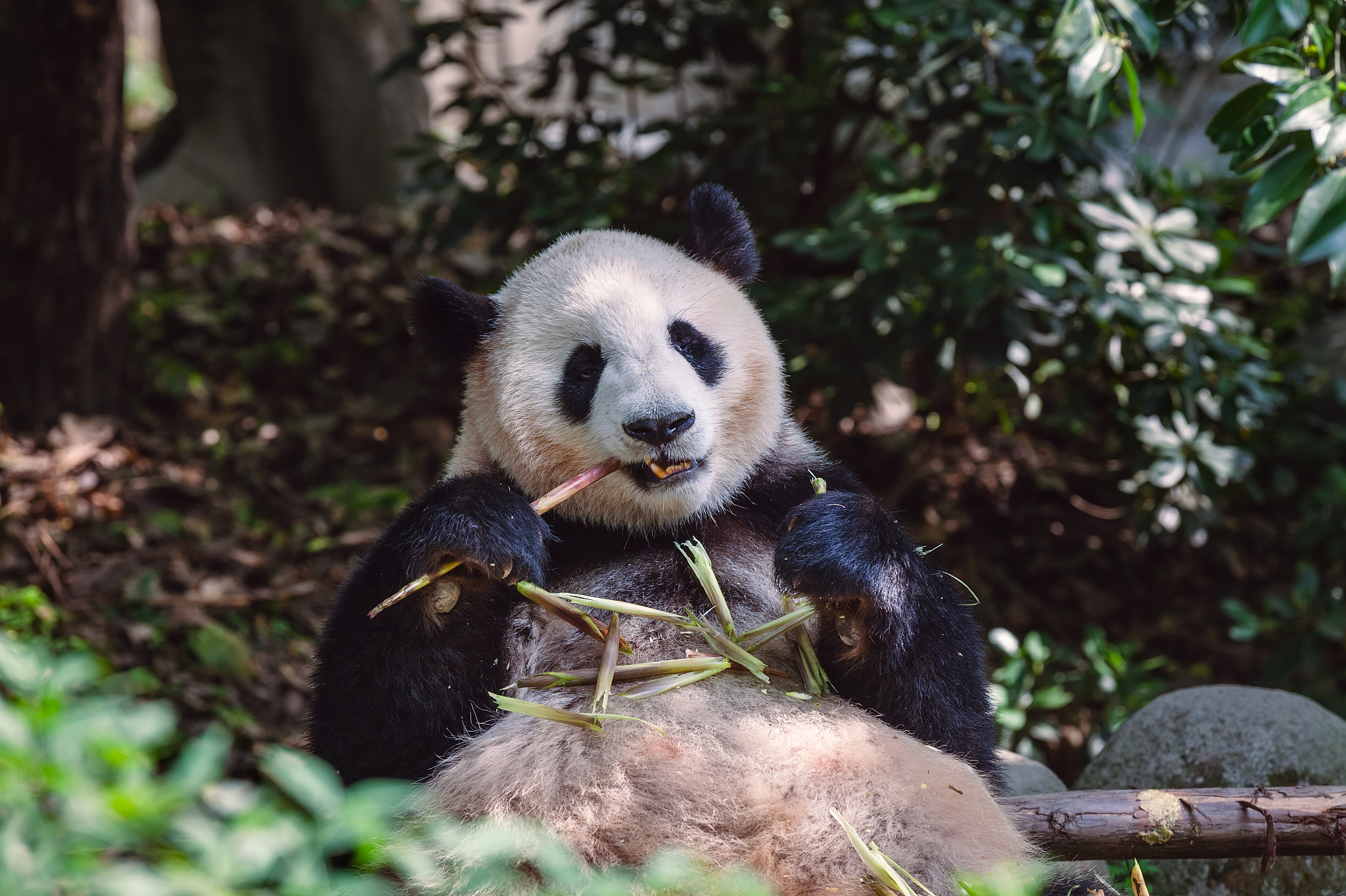 大熊猫生活在什么地方