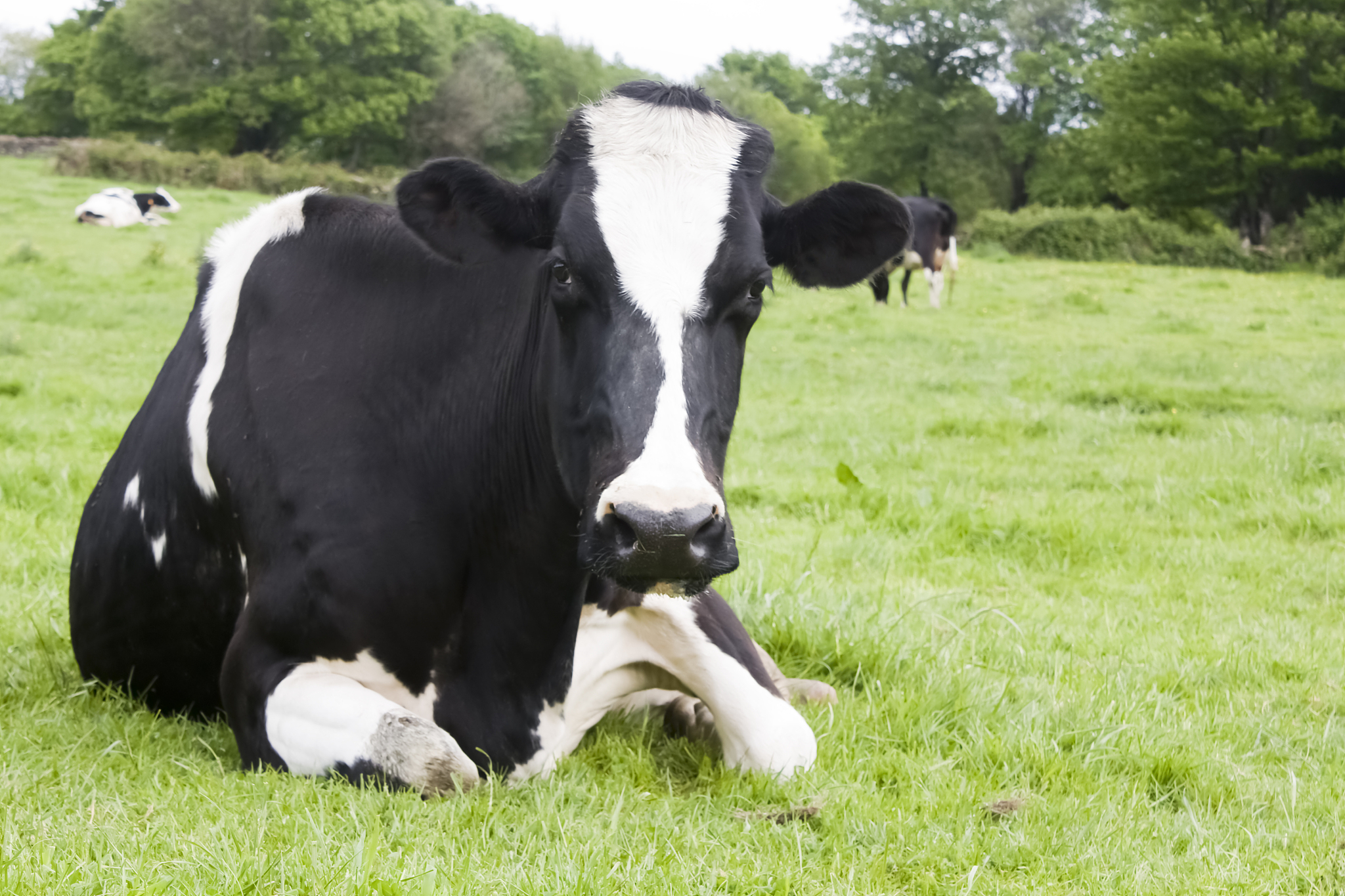 然后在自建奶牛躯干图像数据集上对改进网络模型和原网络模模型进行对比实验。这句话有问题么