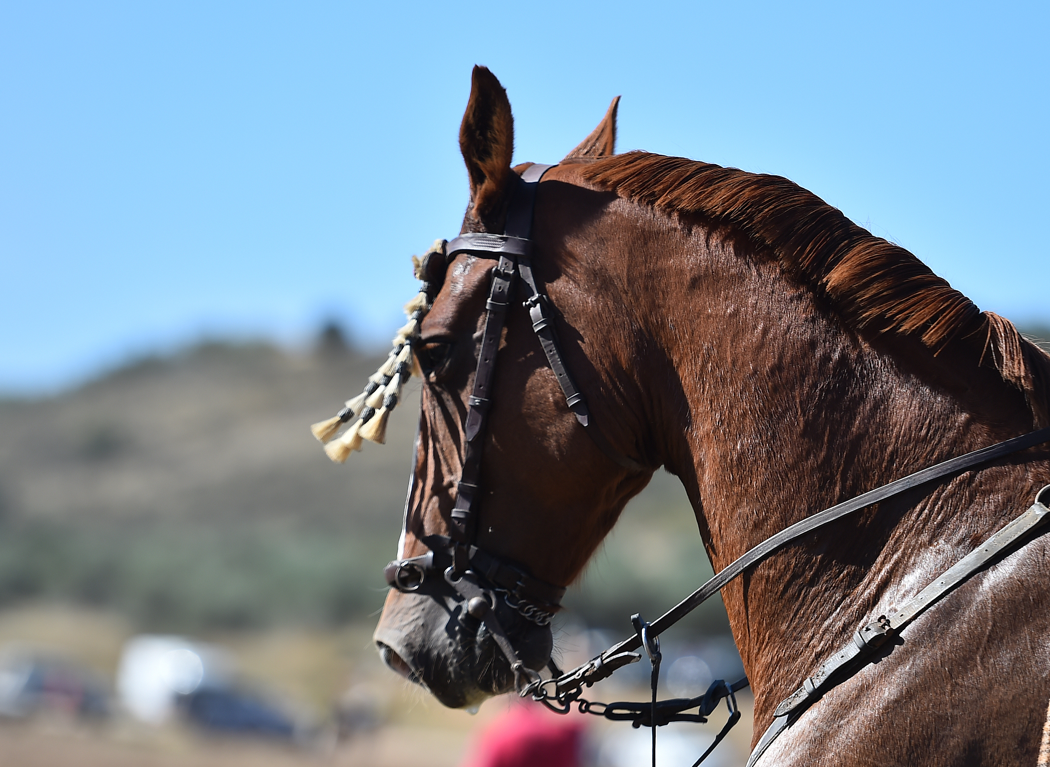 spanish horse