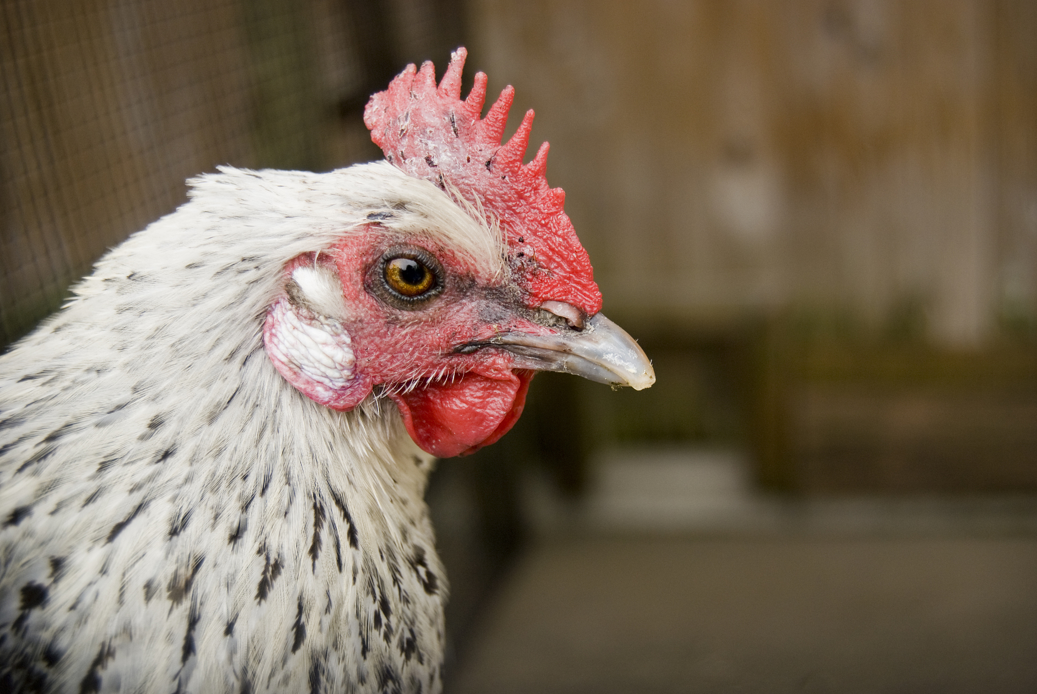 old chicken