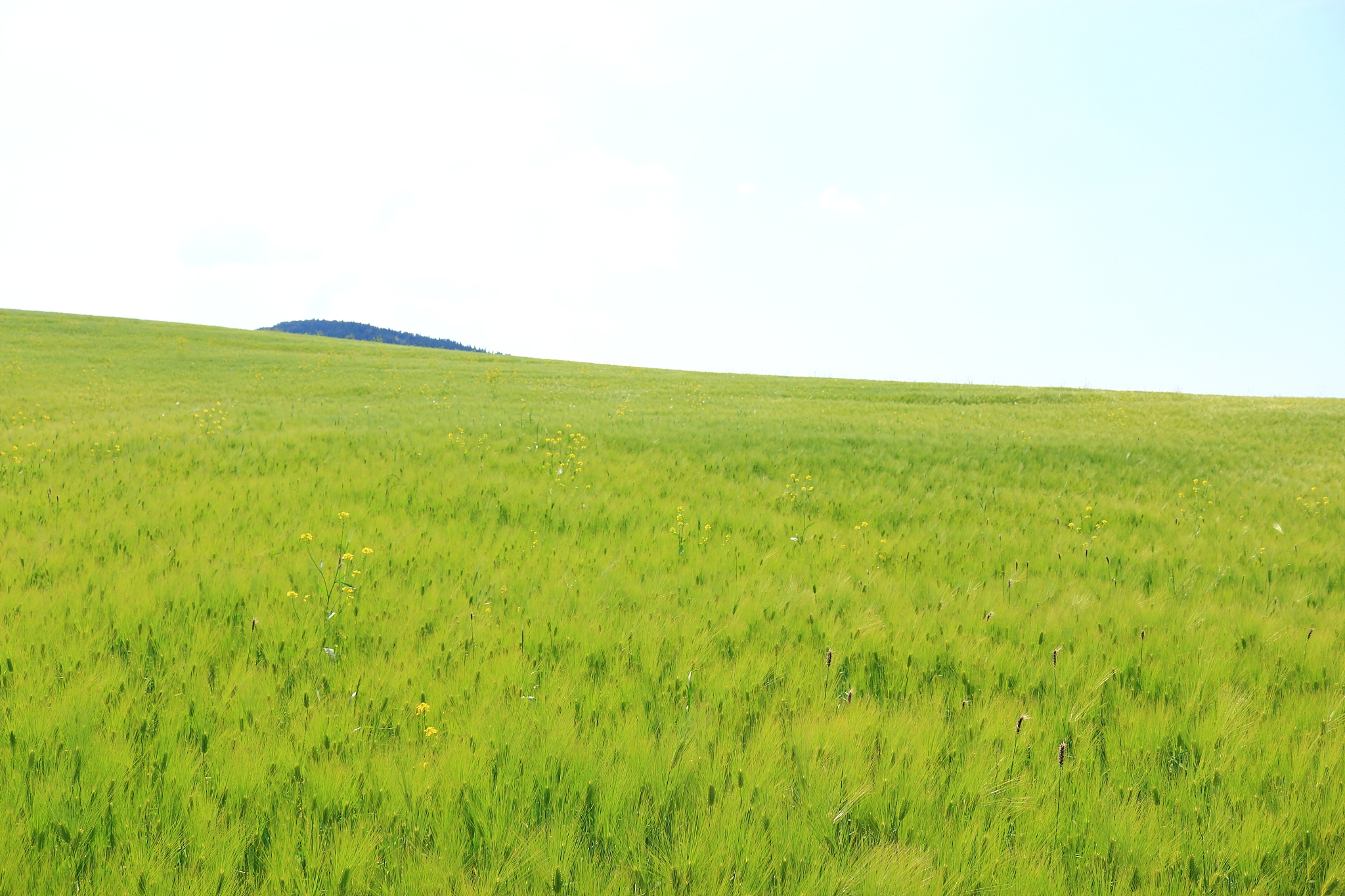 blue barley field, farming, field, field, middle mountain, rape 