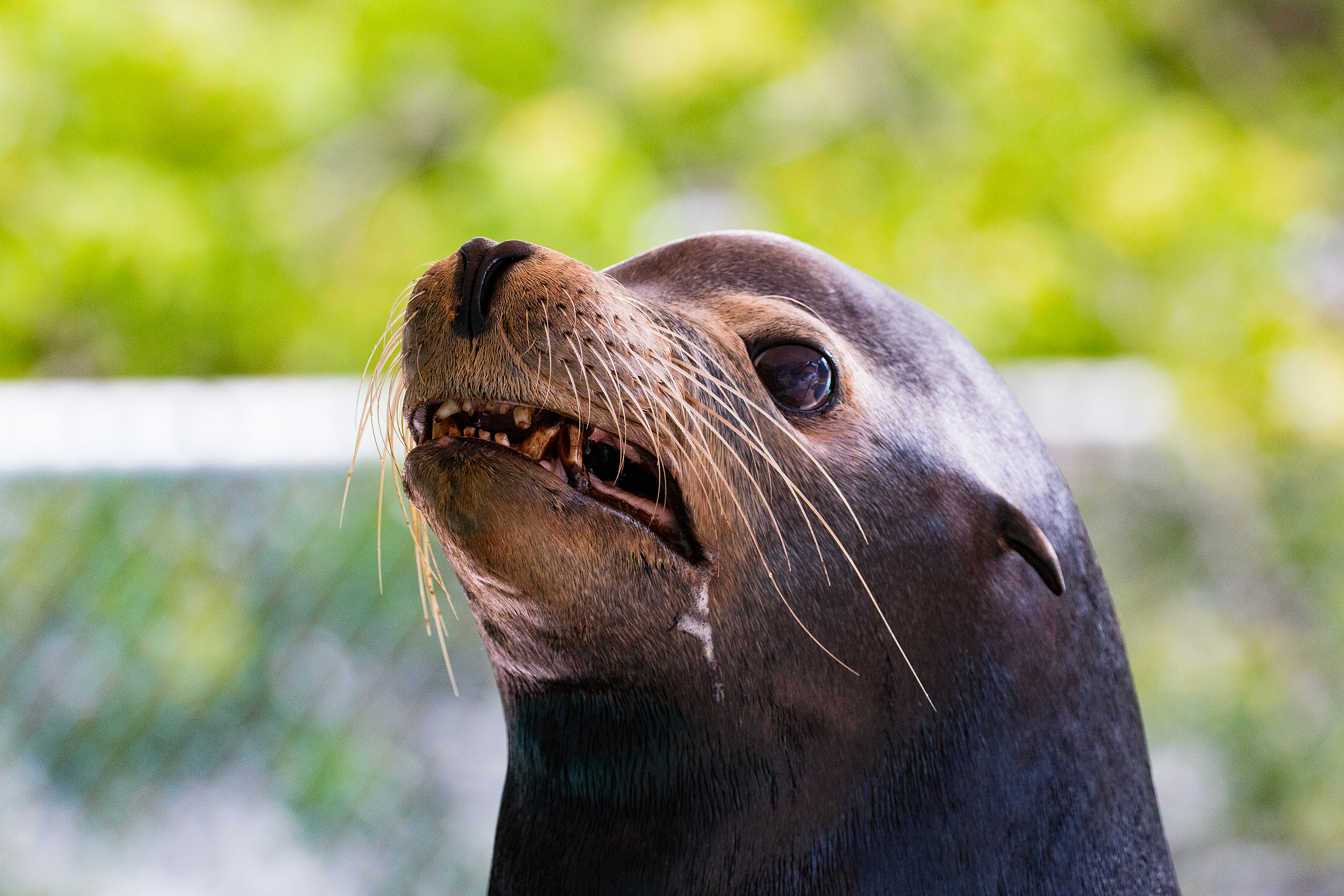 比乌龟还慢？探索动物界中的“慢动作高手”