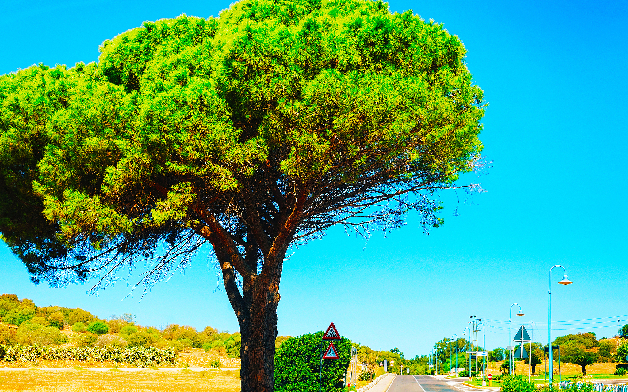 tall tree along road in villasimius cagliari south sardinia refl