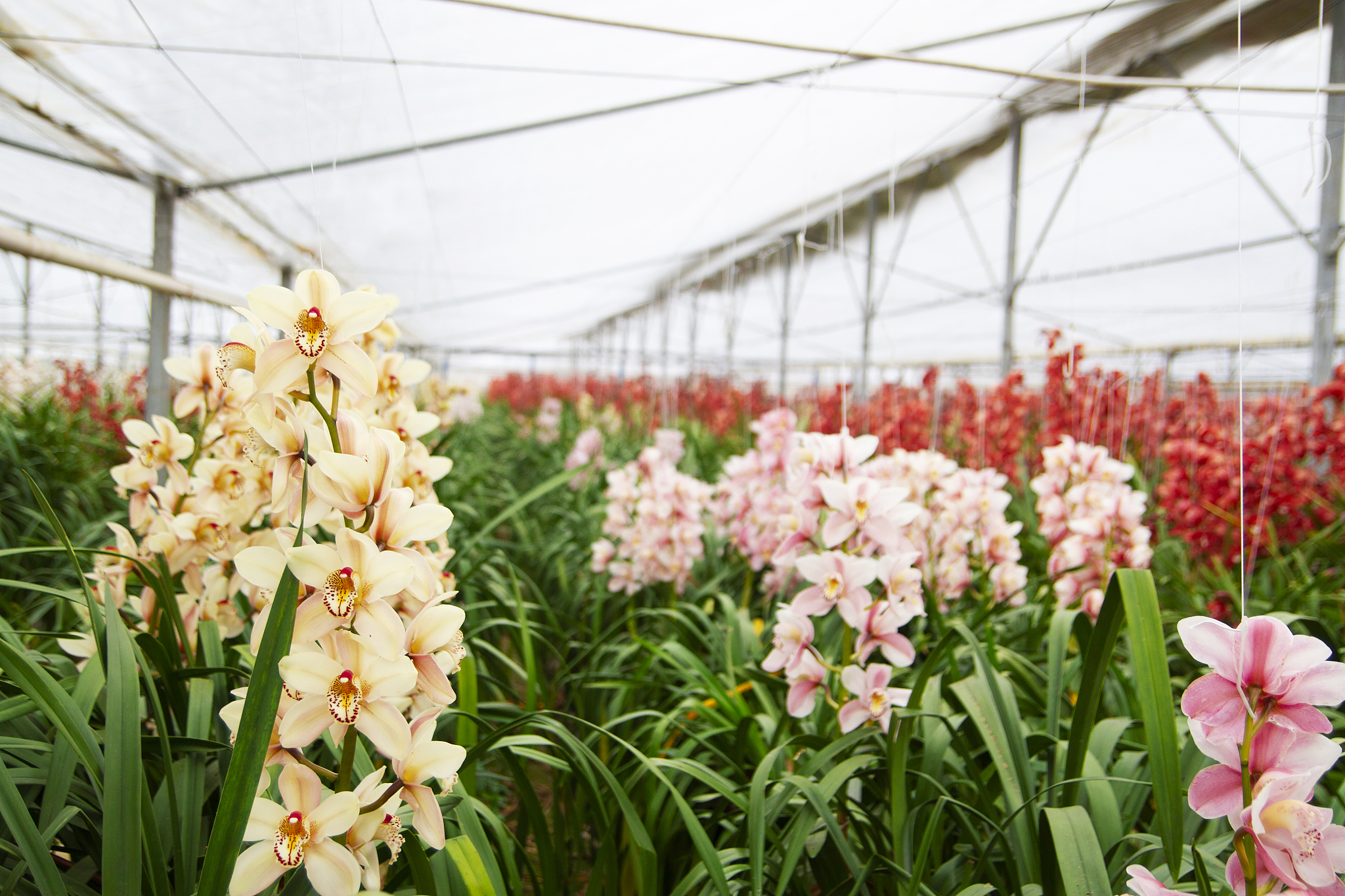 2021年广西兰花种植面积达到万亩