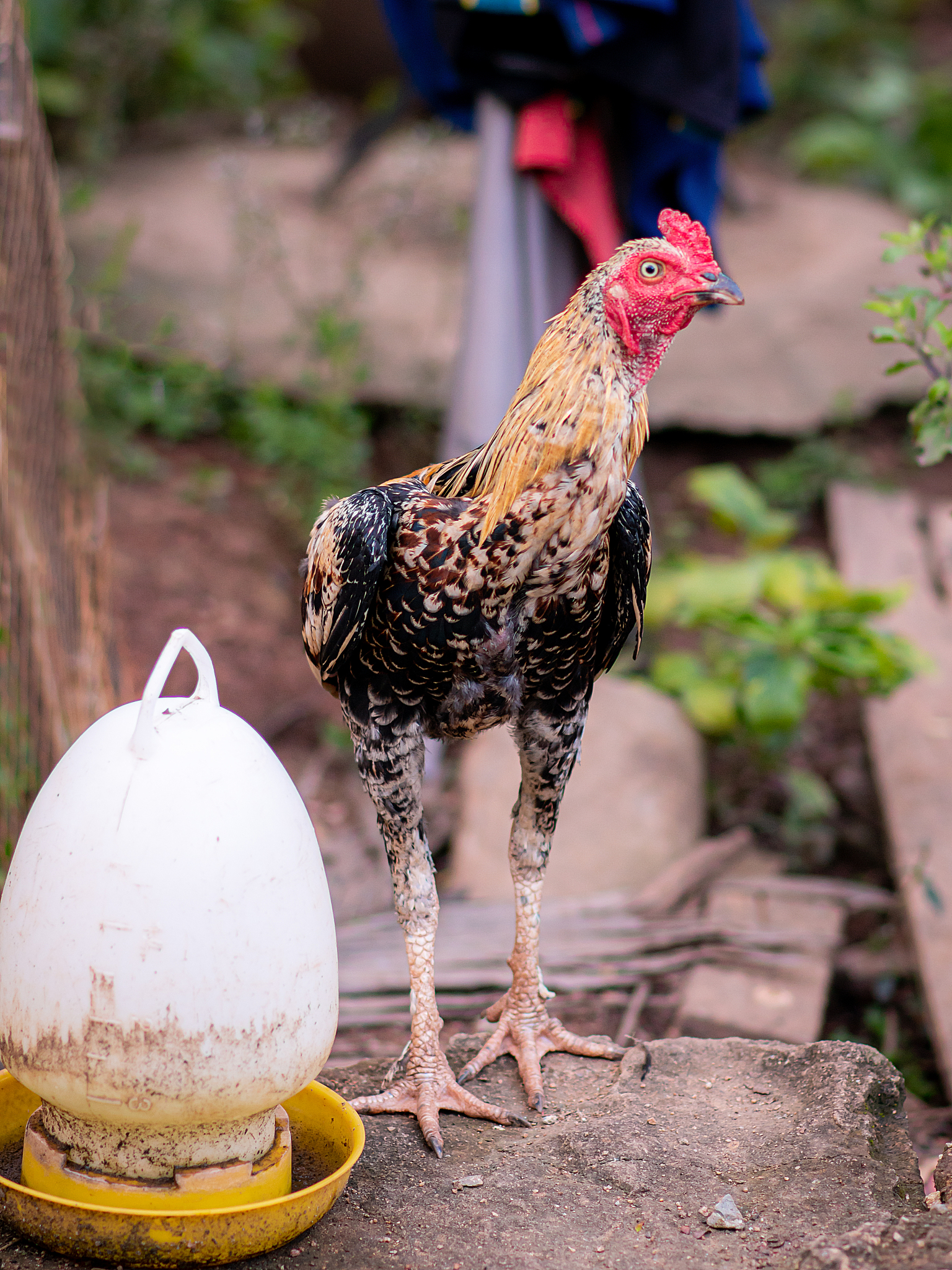 the chicken that the villagers feed on the chicken