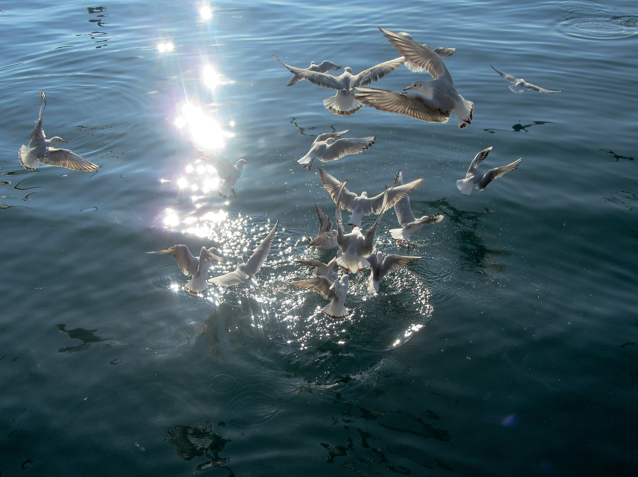 海鸟跟鱼相爱只是一场意外翻译