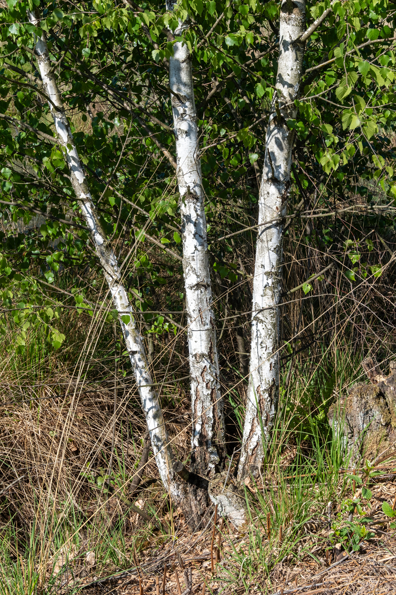 四年级下册白桦仿写
