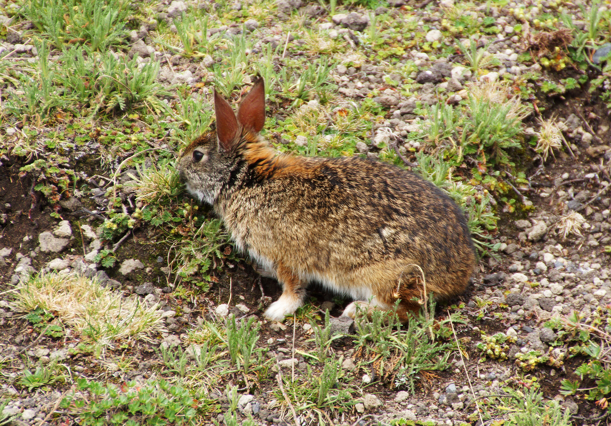 未断奶的野兔子怎么养？