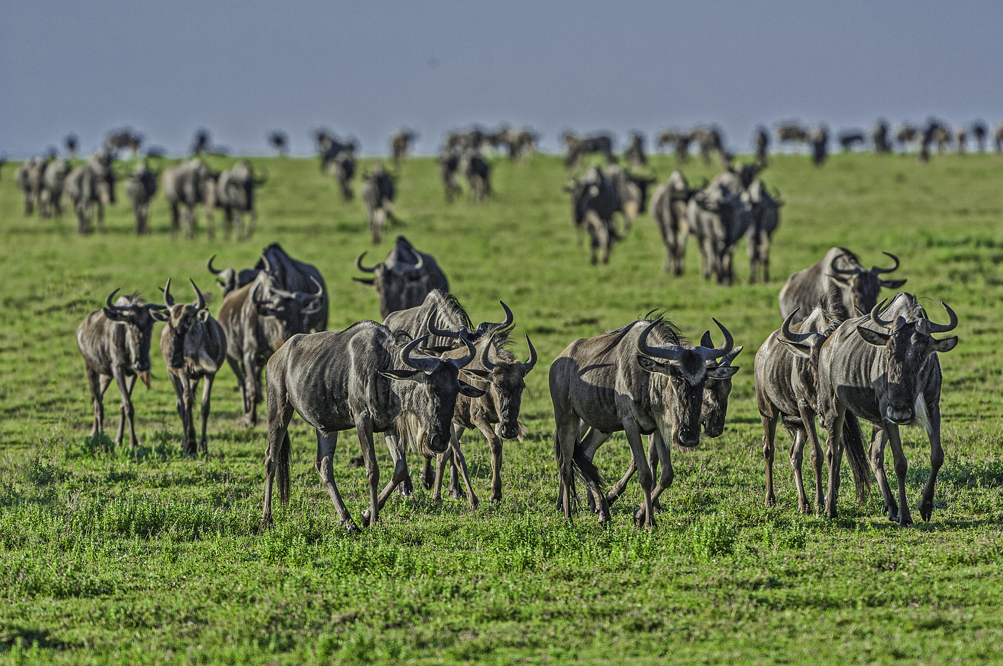 wildebeest herd, connochaetus taurinus, serengeti national park,