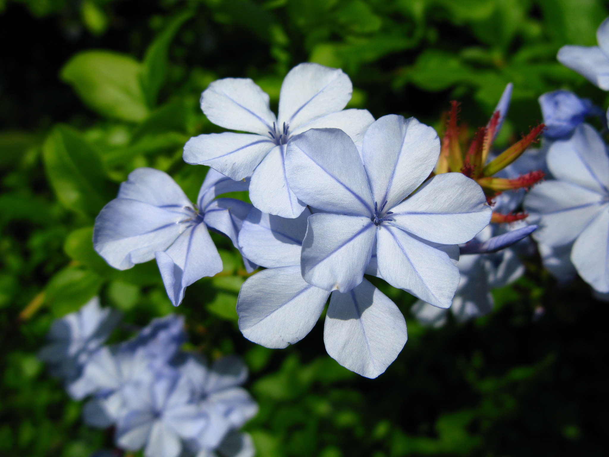 bleiwurz - plumbago capensis
