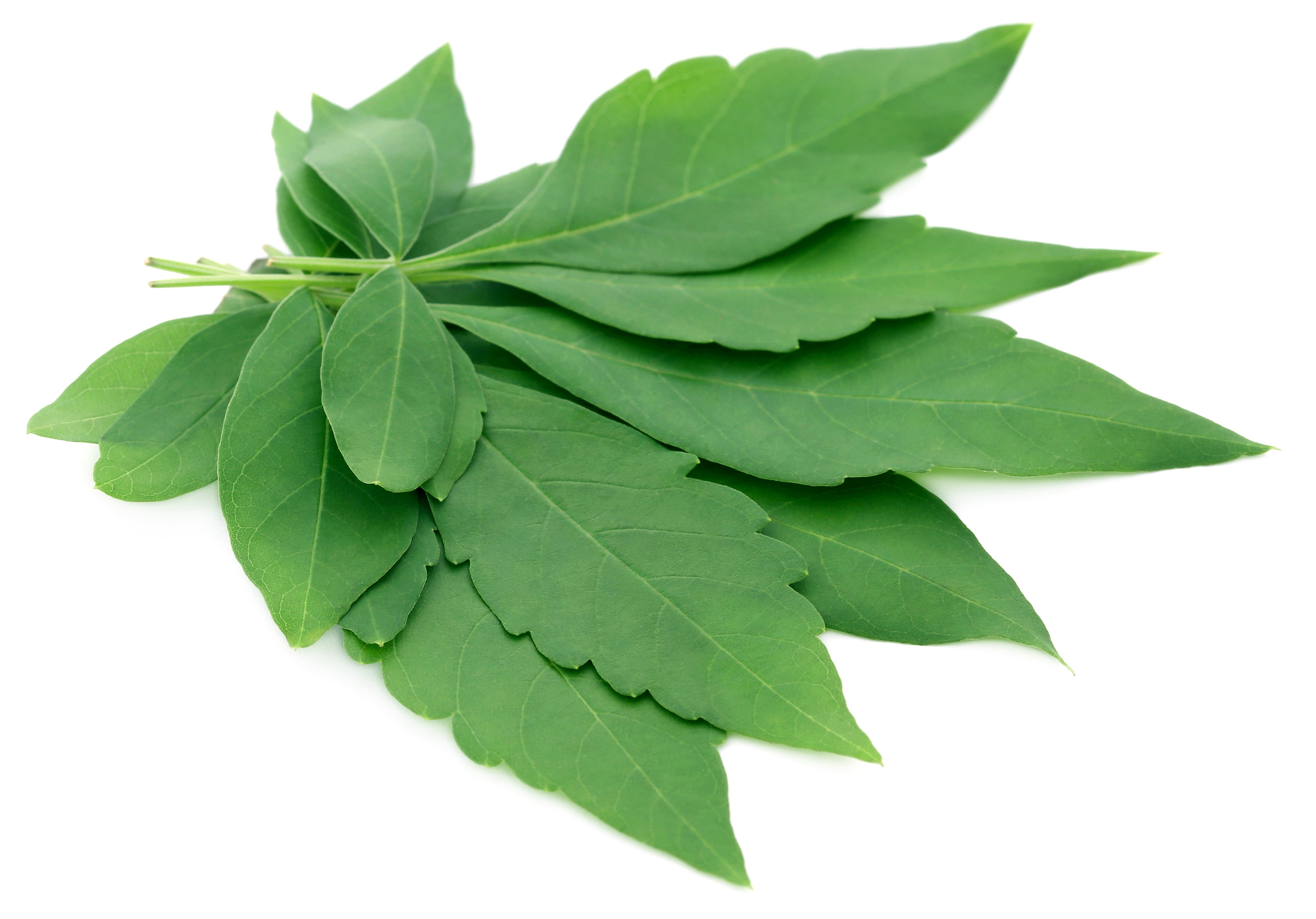 vitex negundo or medicinal nishinda leaves
