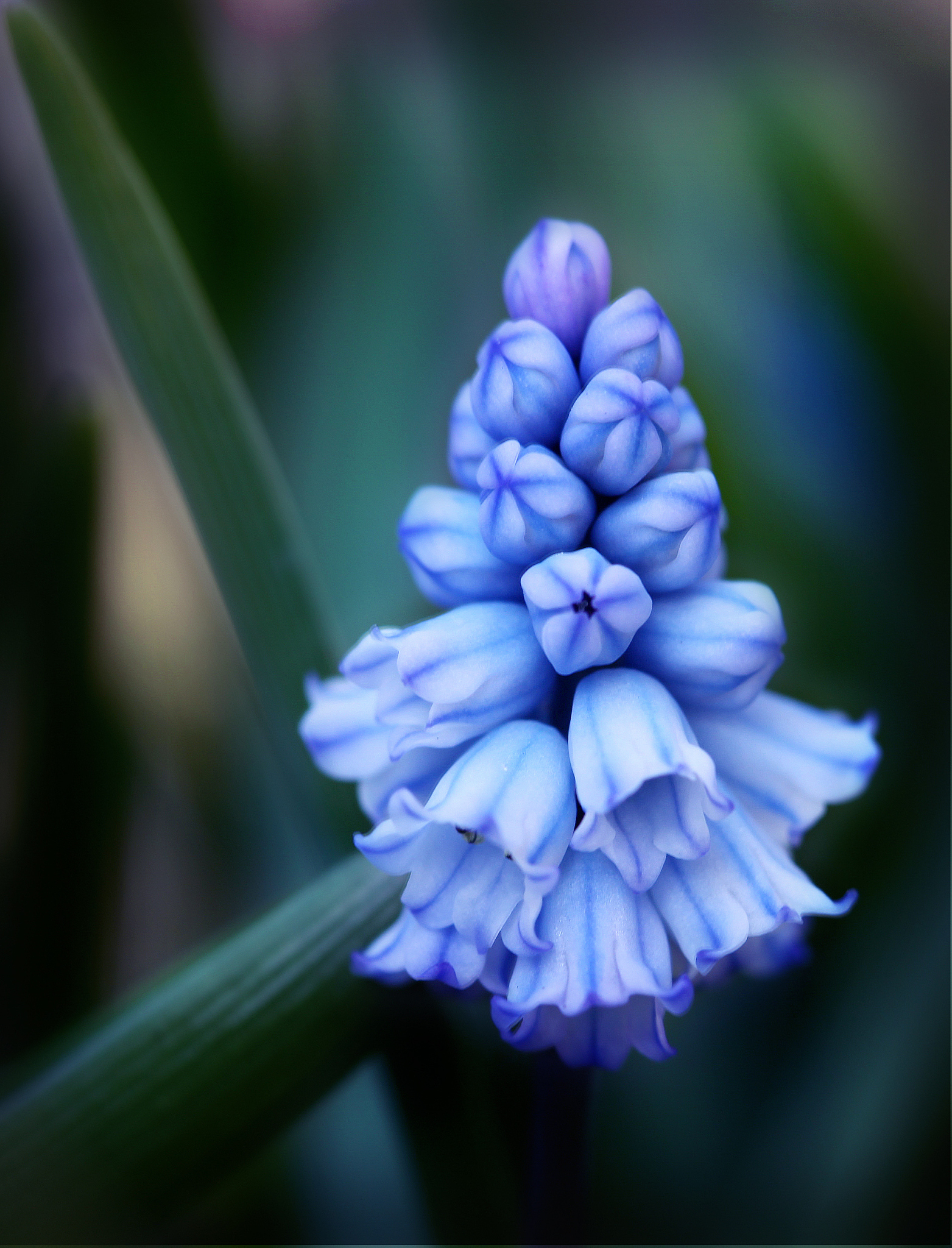 bells of spring